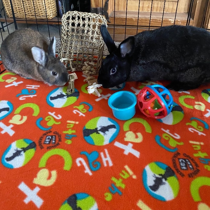 Enlarge Rae and Kilo Ryn, a Adoptable mixed breed in Little Rock, AR image 4/6