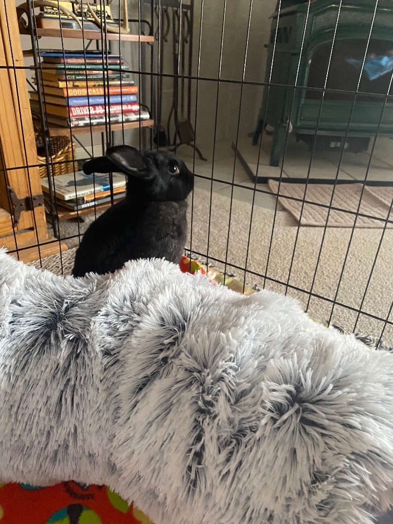 Enlarge Rae and Kilo Ryn, a Adoptable mixed breed in Little Rock, AR image 2/4