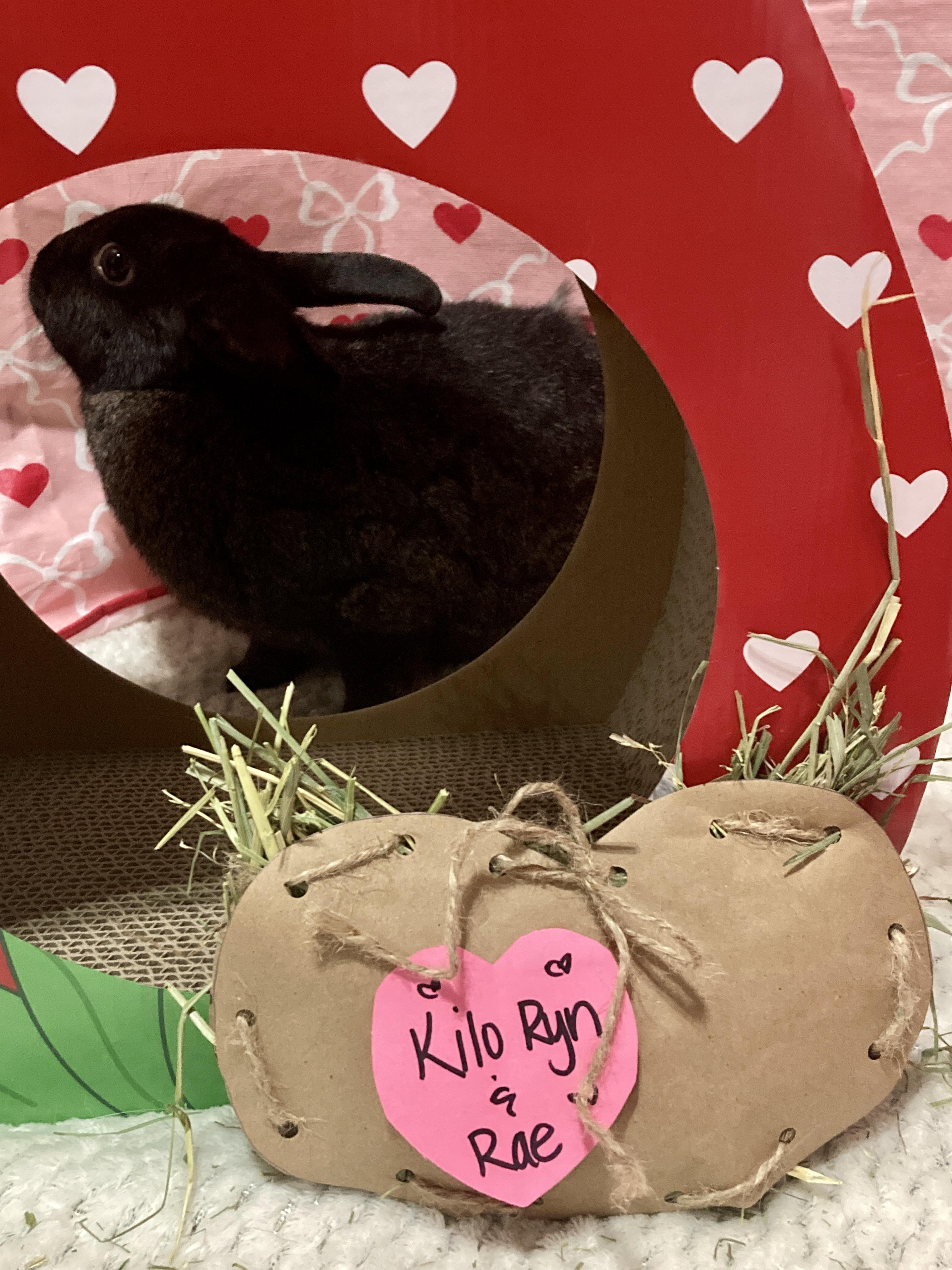 Enlarge Rae and Kilo Ryn, a Adoptable mixed breed in Little Rock, AR image 2/6