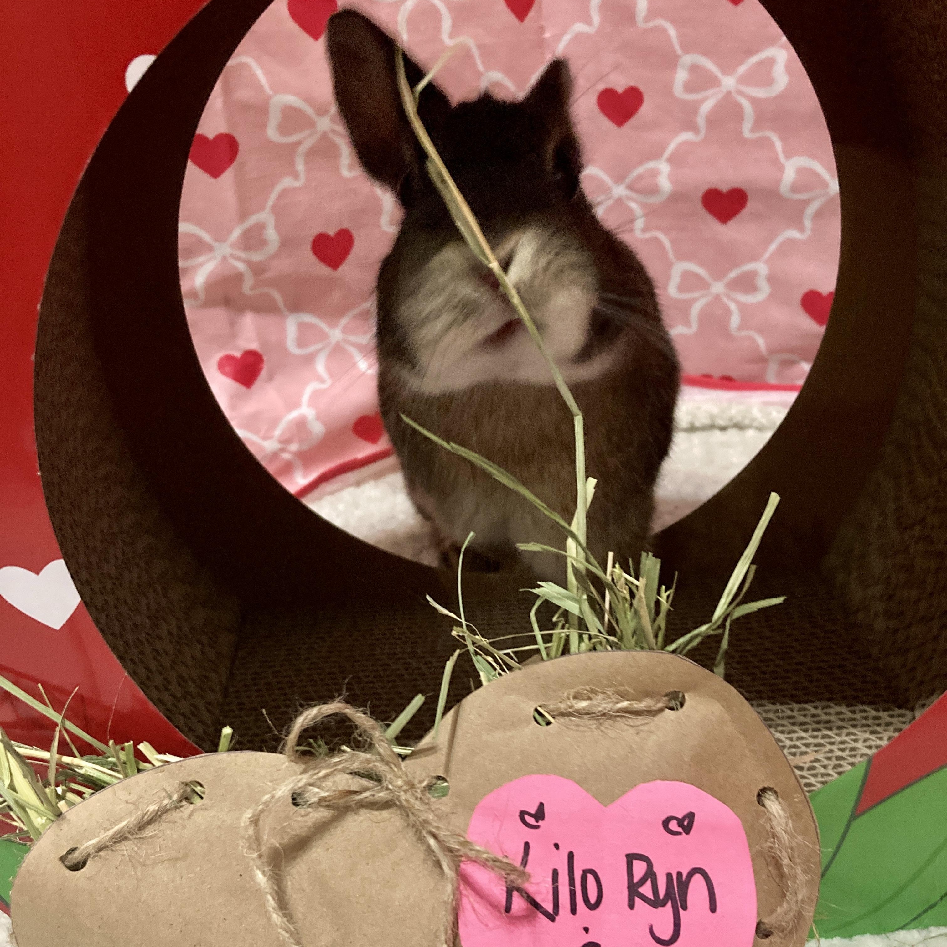 Enlarge Rae and Kilo Ryn, a Adoptable mixed breed in Little Rock, AR image 1/6