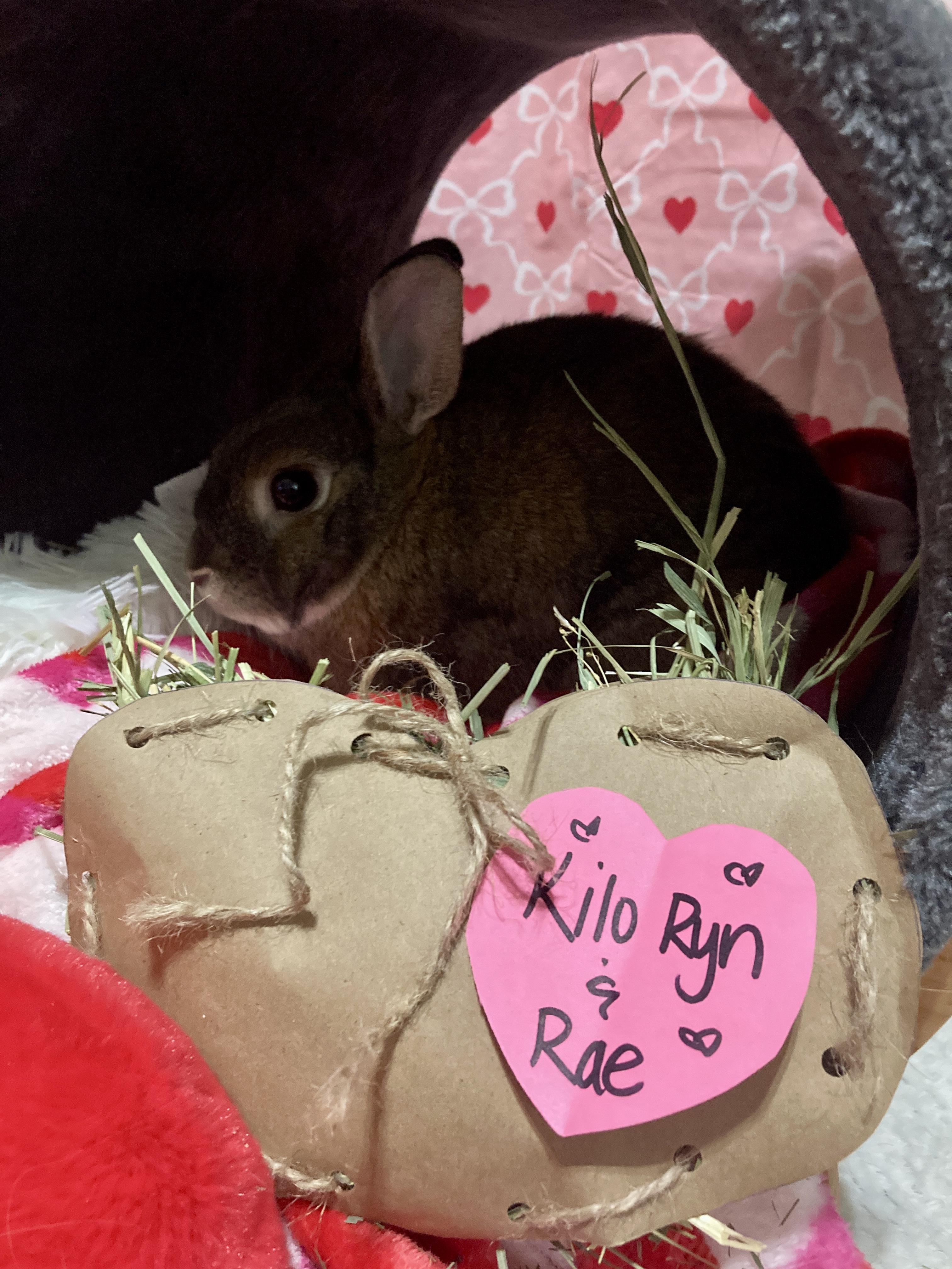 Enlarge Rae and Kilo Ryn, a Adoptable mixed breed in Little Rock, AR image 3/6