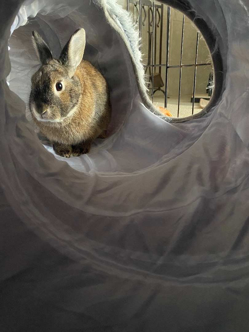 Enlarge Rae and Kilo Ryn, a Adoptable mixed breed in Little Rock, AR image 3/4