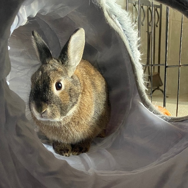 Enlarge Rae and Kilo Ryn, a Adoptable mixed breed in Little Rock, AR image 5/6