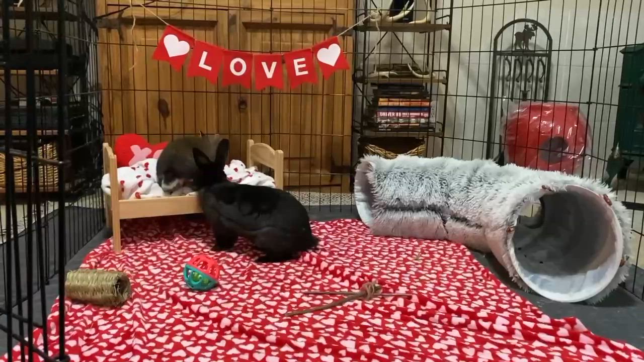 Enlarge Rae and Kilo Ryn, a Adoptable mixed breed in Little Rock, AR video 4/4