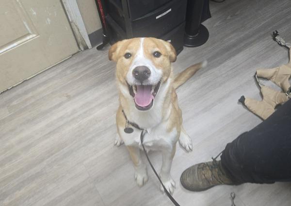 Enlarge Perseus, a Adoptable mixed breed in Oceanside, CA image 2/2