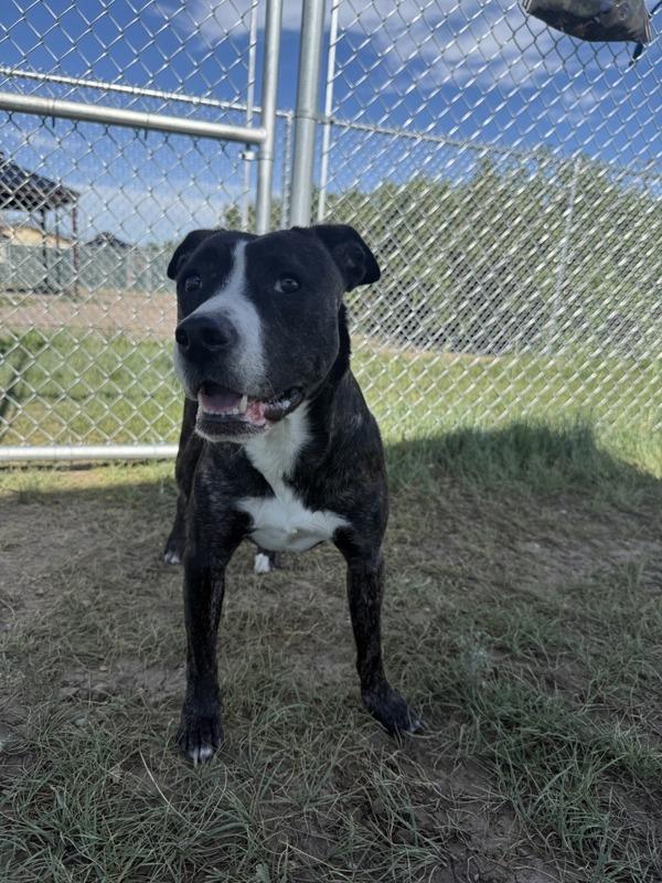 Enlarge Helena, a Adoptable mixed breed in Great Falls, MT image 1/1