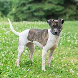 Enlarge Sowi, an adopted mixed breed in Hilliard, OH image 1/1