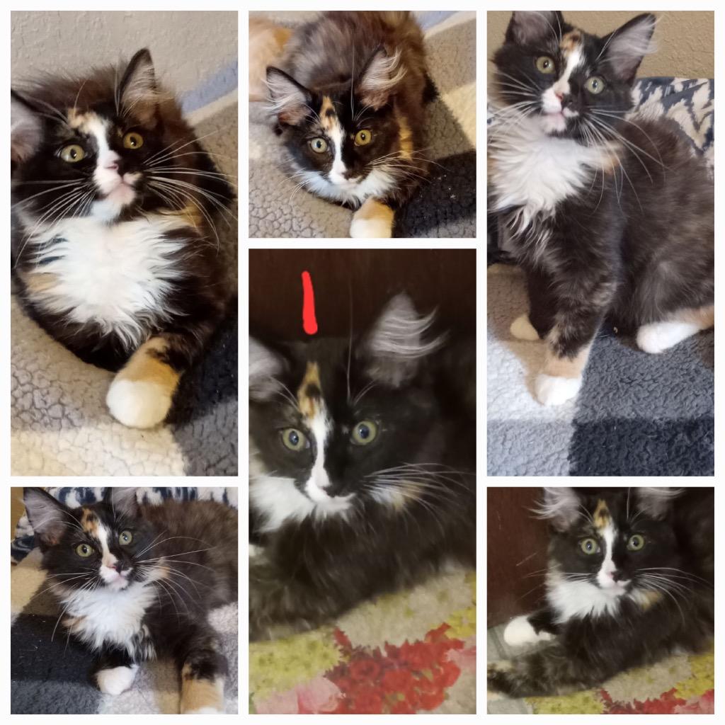 Winifred, adopted, Kitten Female Domestic Long Hair.