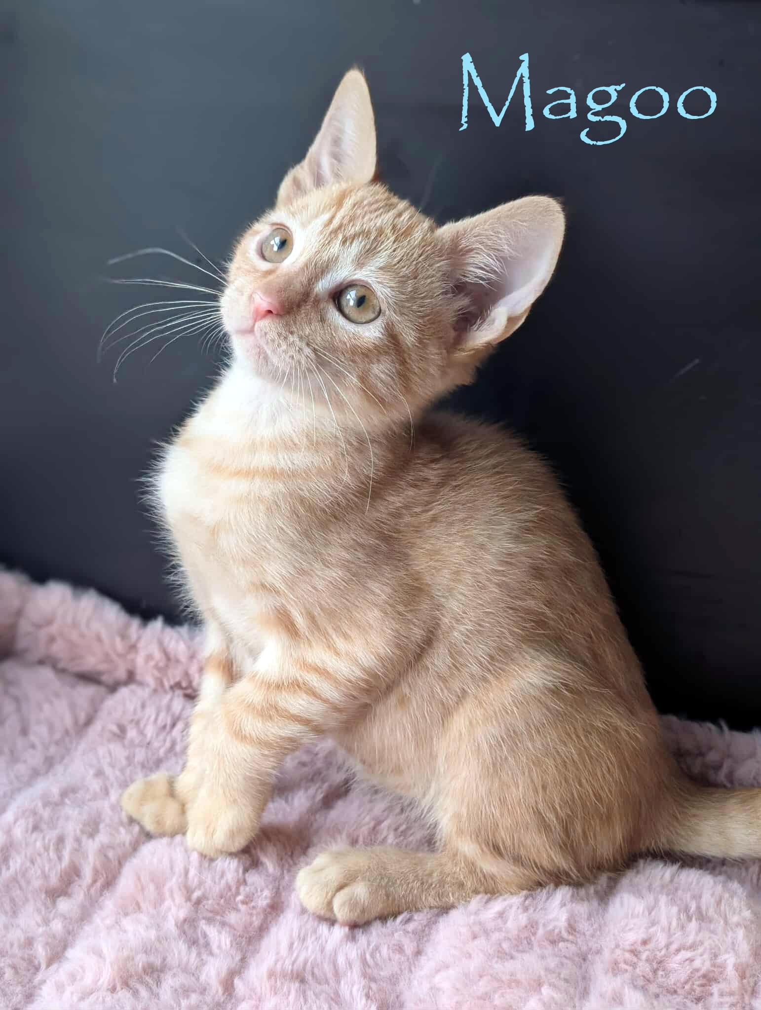 Magoo, a Adoptable Domestic Short Hair in Clermont, FL image 2/5