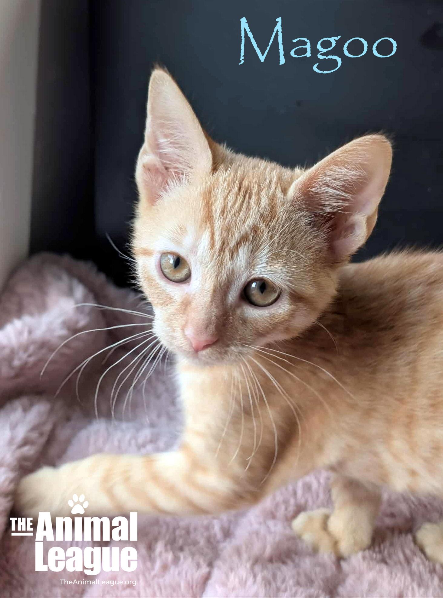 Magoo, a Adoptable Domestic Short Hair in Clermont, FL image 4/5