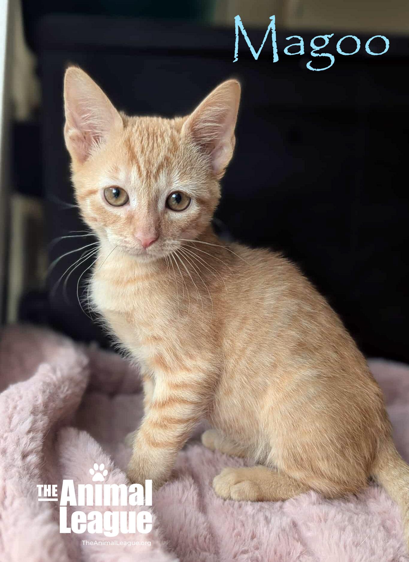 Magoo, a Adoptable Domestic Short Hair in Clermont, FL image 5/5