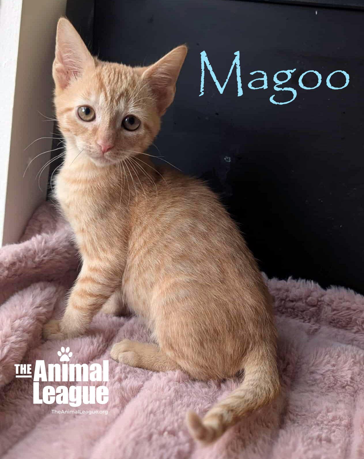 Magoo, a Adoptable Domestic Short Hair in Clermont, FL image 3/5