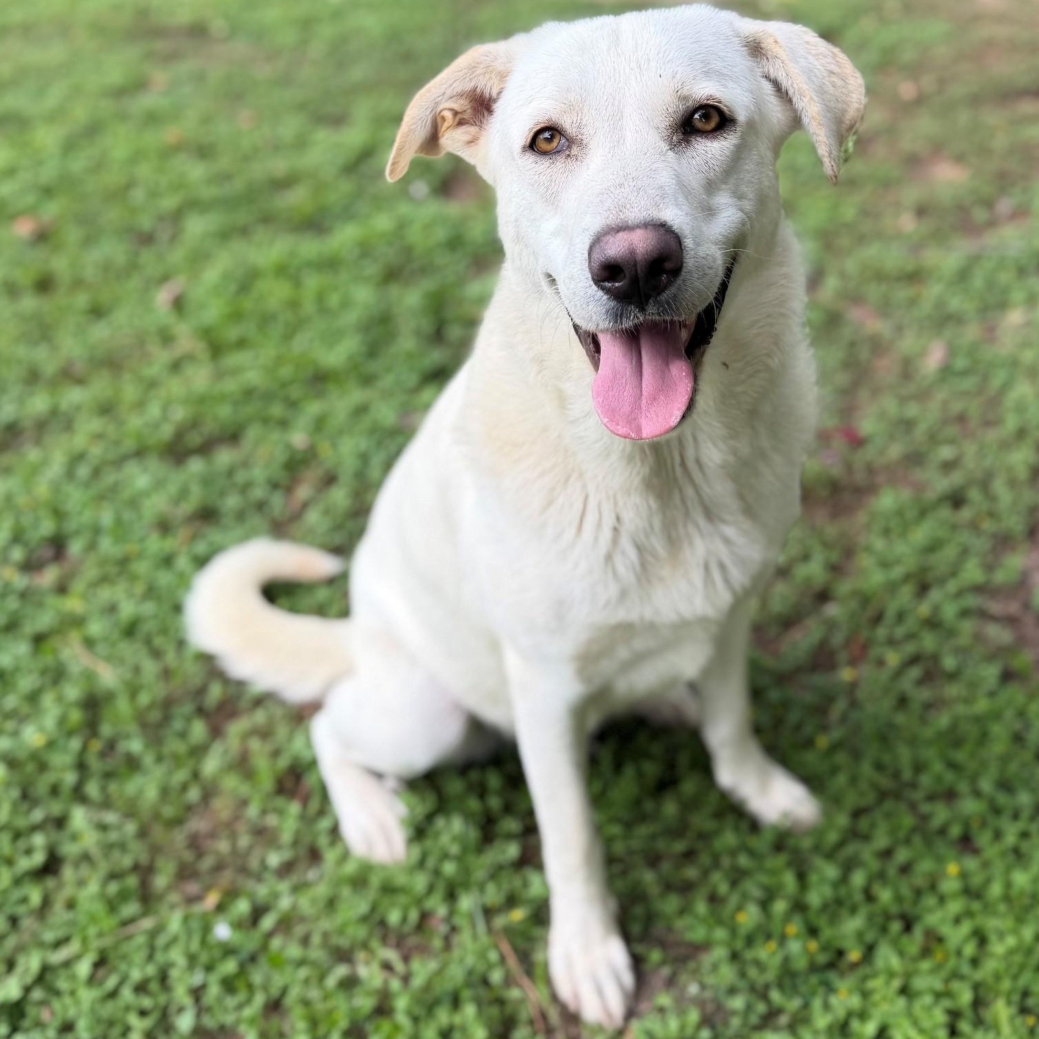 Enlarge Phoebe, a ADOPTABLE mixed breed in Summerdale, AL image 1/1