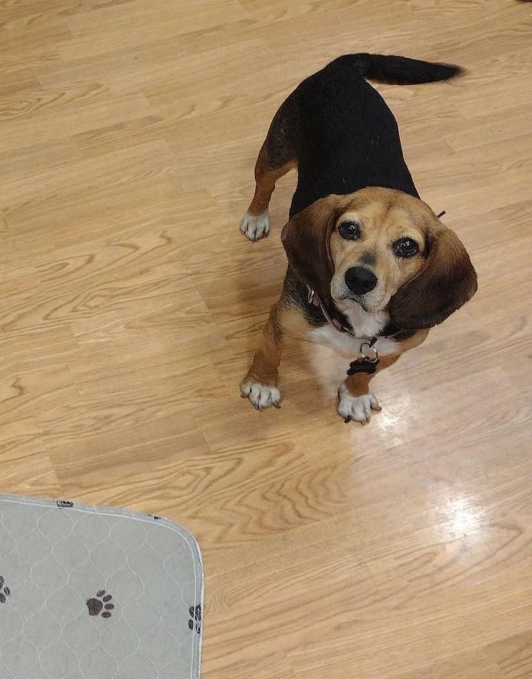Dolly, ADOPTABLE, Senior Female Beagle.