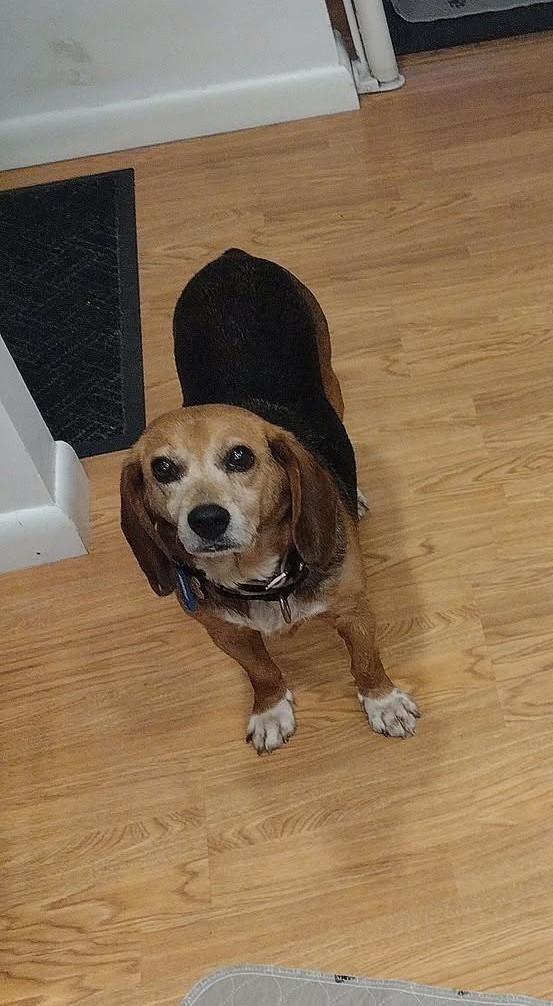 Enlarge Dolly, an adopted Beagle in Lockport, NY image 1/1