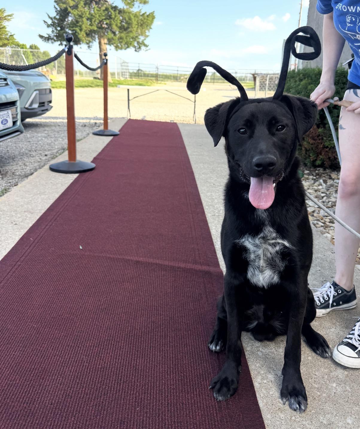 Enlarge Augie, an adoption pending mixed breed in Hiawatha, KS image 2/4