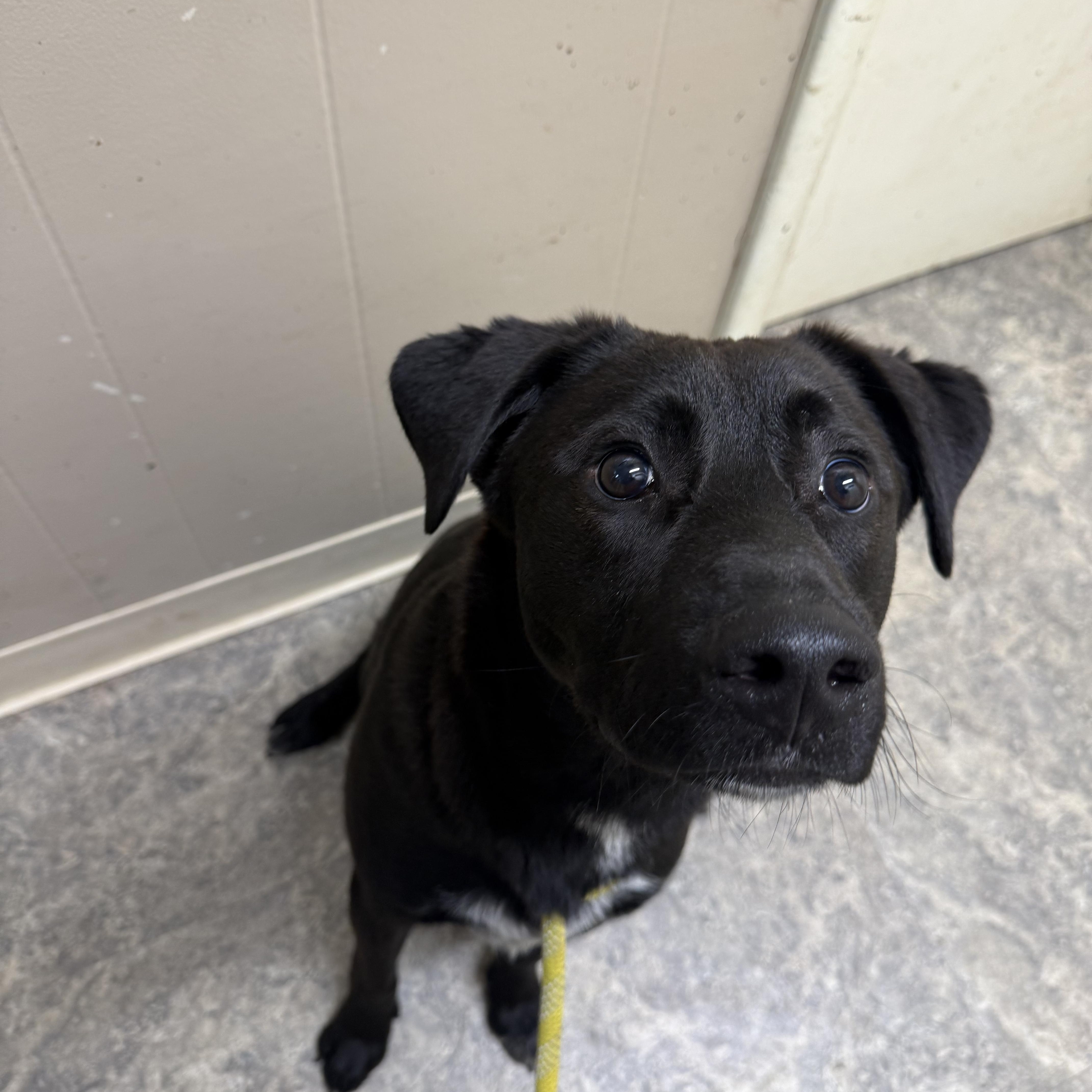 Enlarge Augie, an adoption pending mixed breed in Hiawatha, KS image 4/4