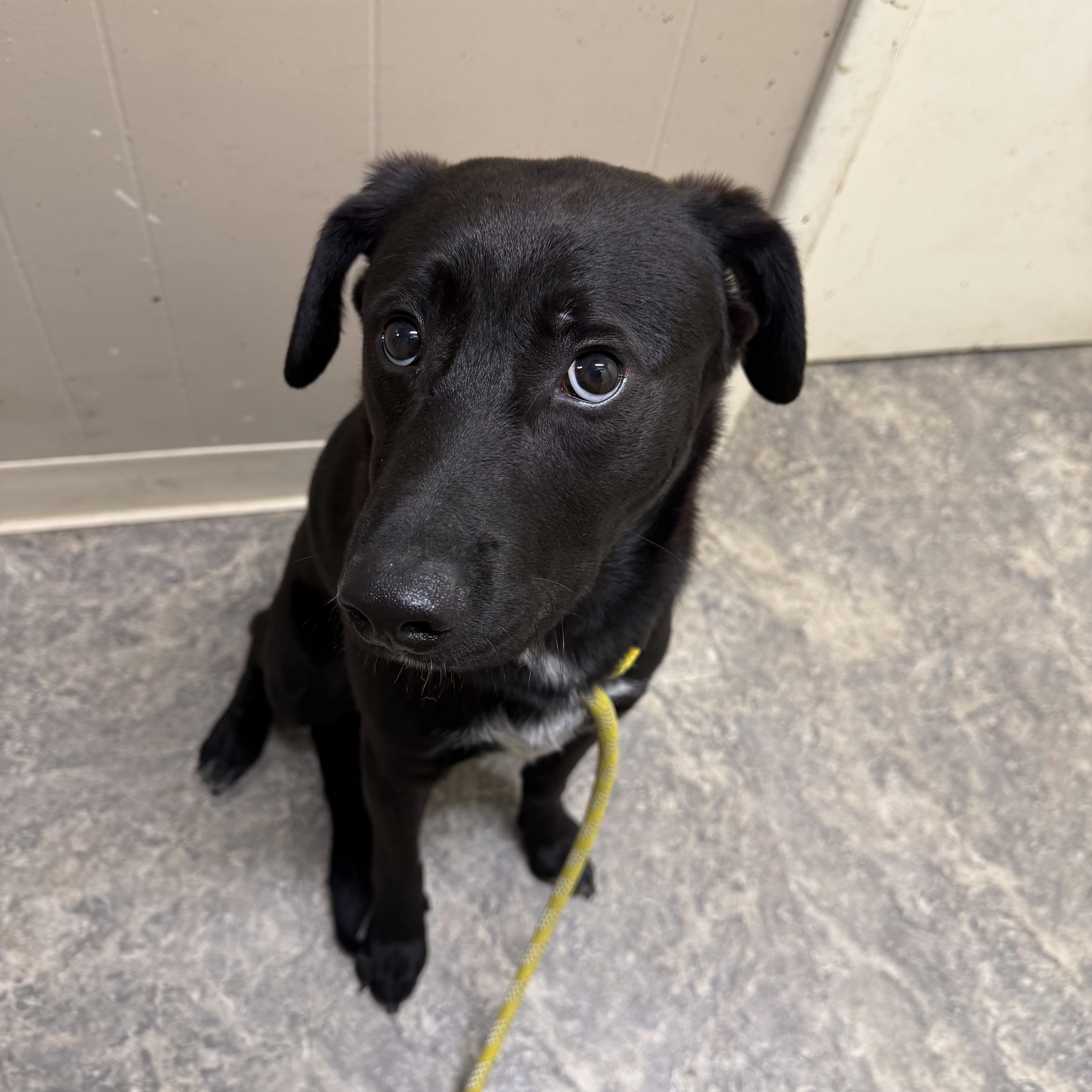 Enlarge Augie, an adoption pending mixed breed in Hiawatha, KS image 3/4