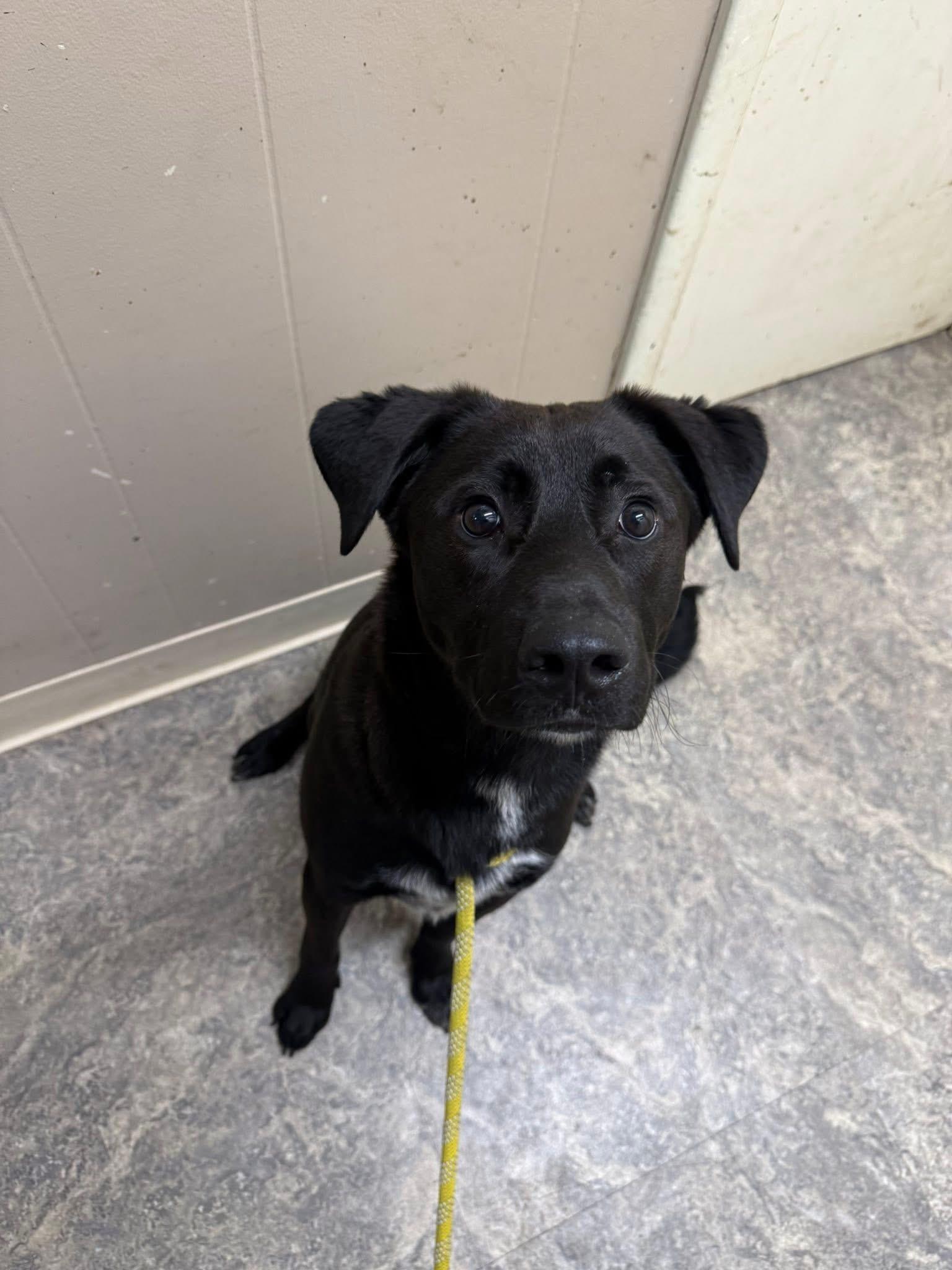 Augie, ADOPTABLE, Young Male Black Labrador Retriever & Border Collie.