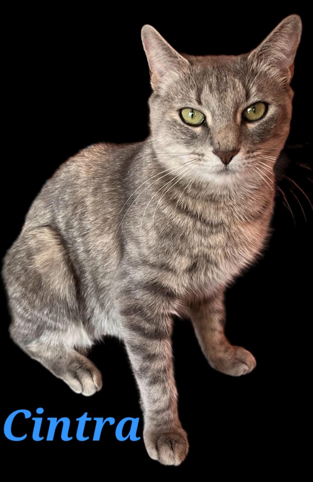 Xiomara & Cintra-BONDED PAIR, a ADOPTABLE mixed breed in Waterbury, CT image 5/6