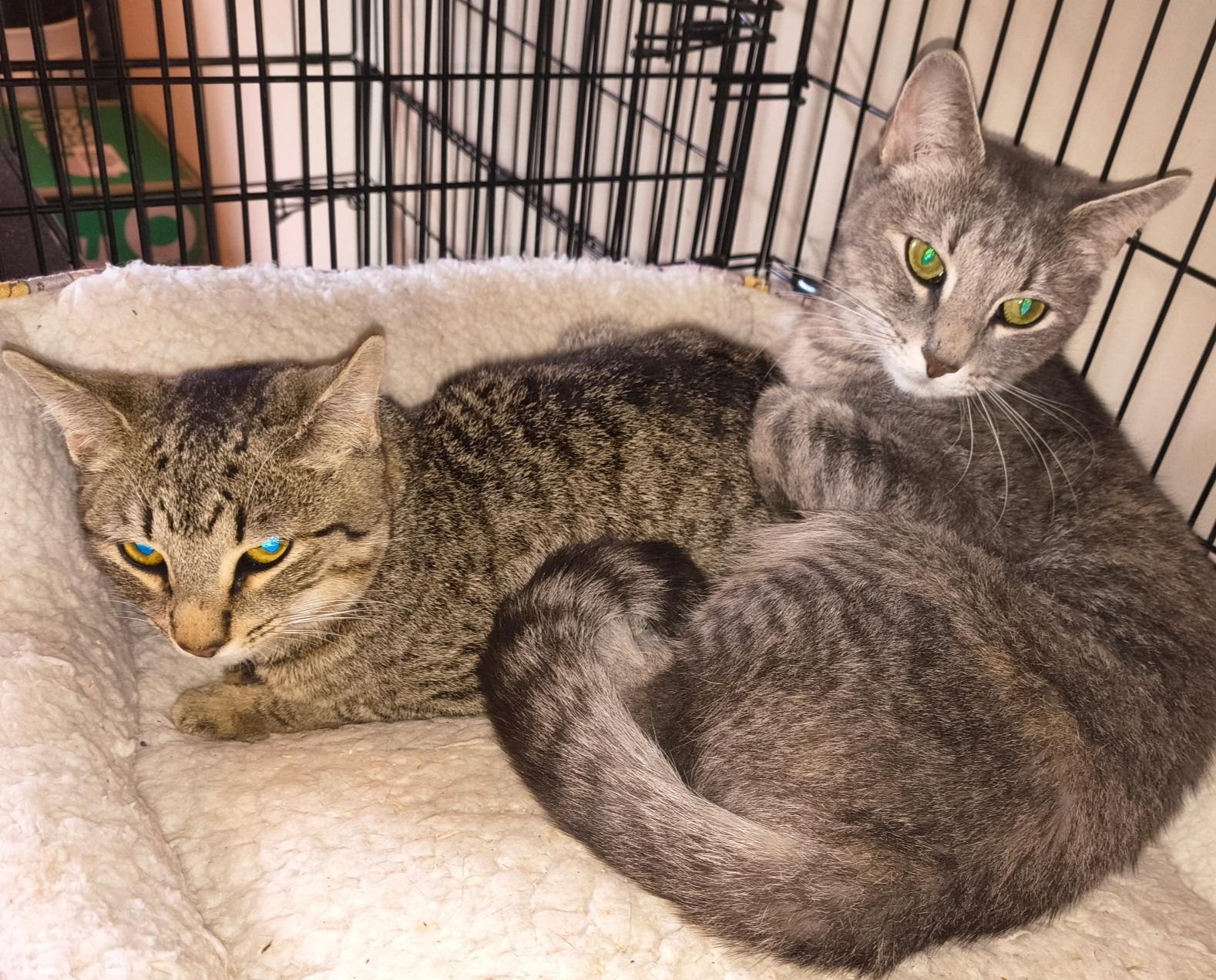 Enlarge Xiomara & Cintra-BONDED PAIR, a ADOPTABLE mixed breed in Waterbury, CT image 2/4