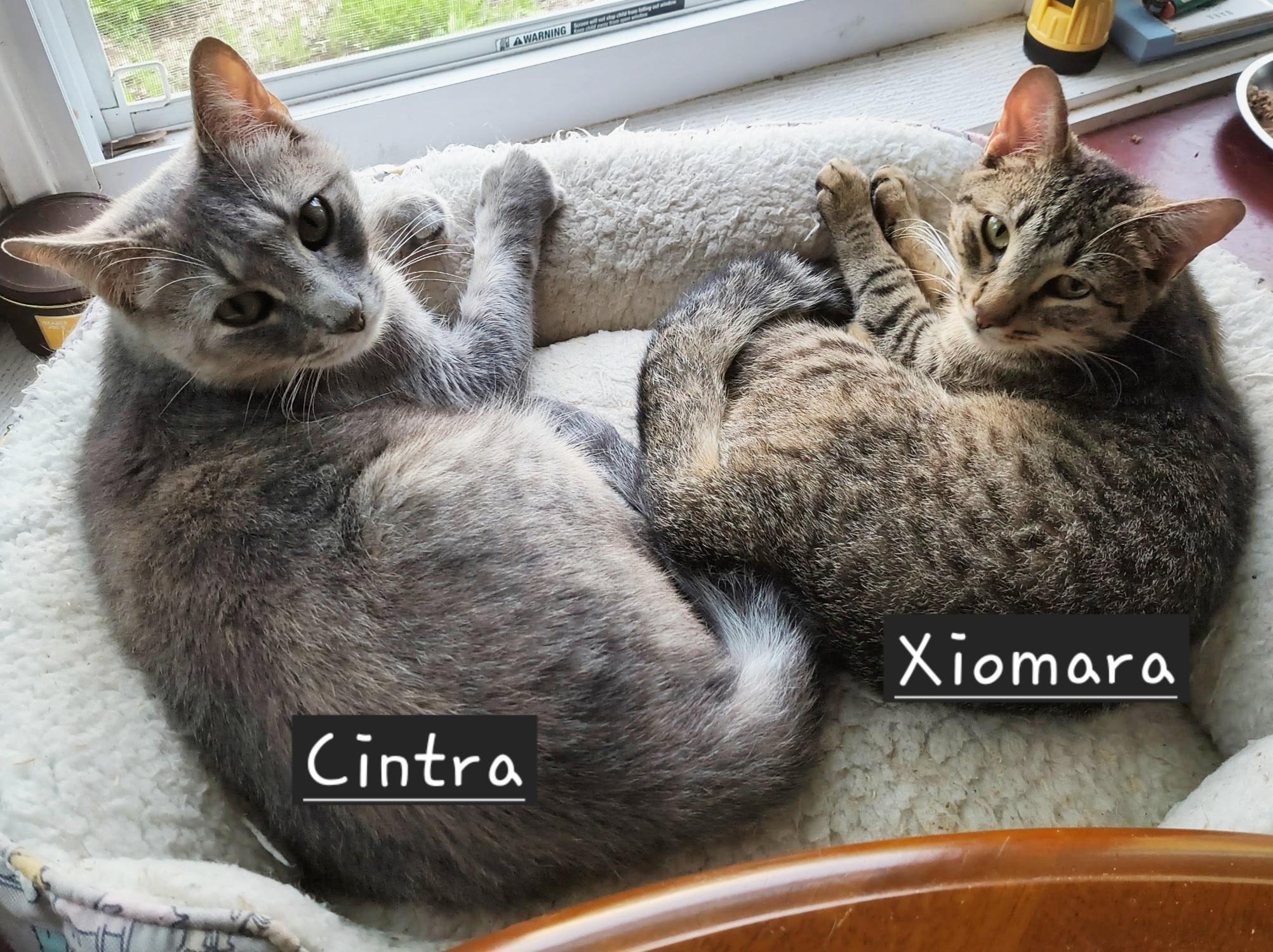 Enlarge Xiomara & Cintra-BONDED PAIR, a ADOPTABLE mixed breed in Waterbury, CT image 1/6