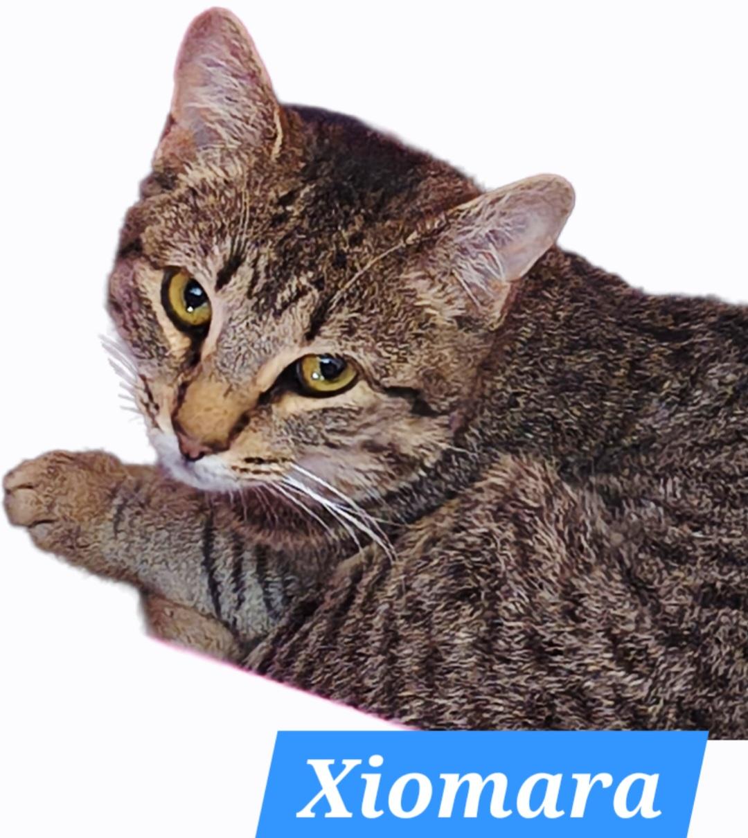 Xiomara & Cintra-BONDED PAIR, a ADOPTABLE mixed breed in Waterbury, CT image 3/6