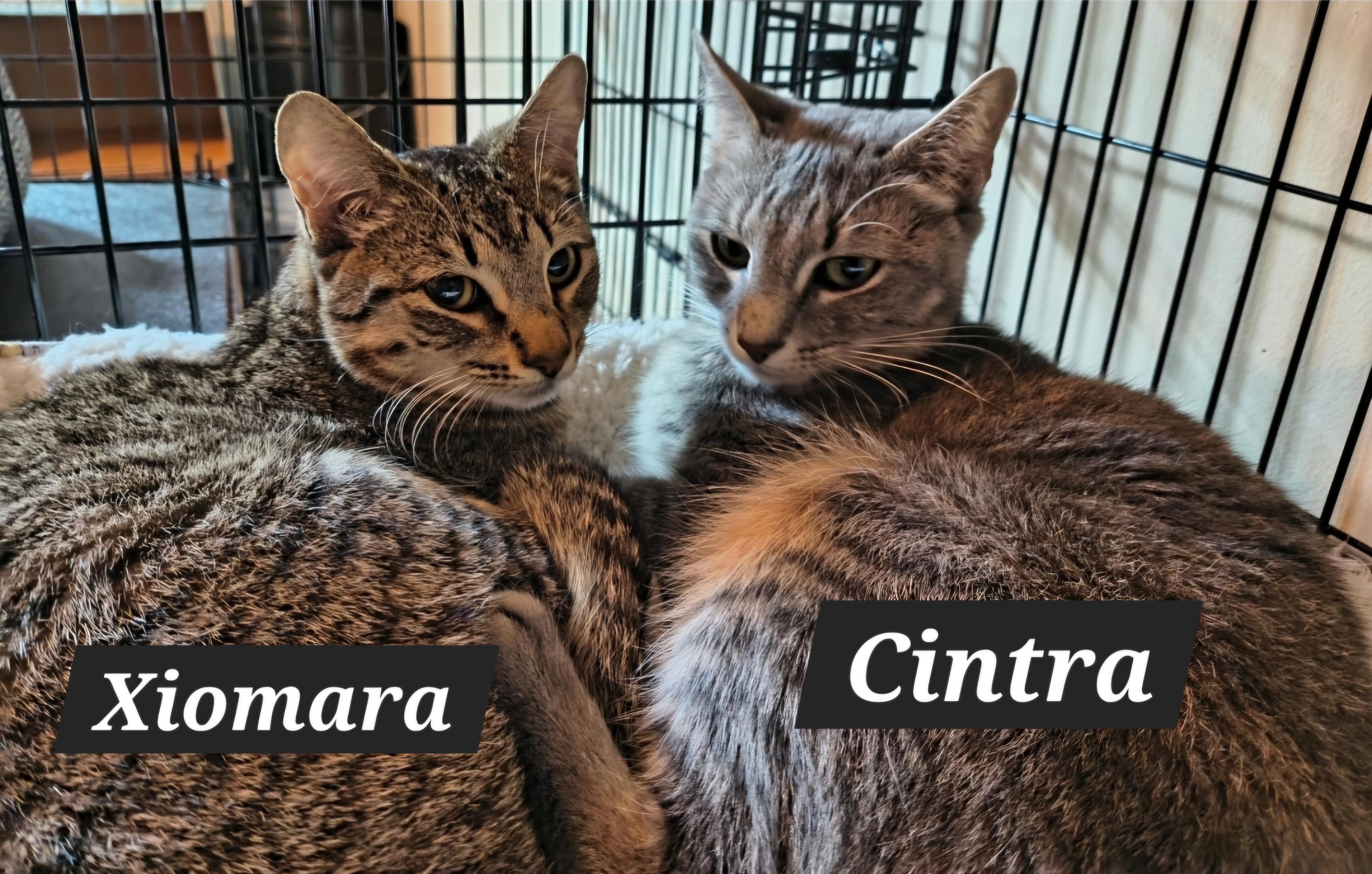 Enlarge Xiomara & Cintra-BONDED PAIR, a ADOPTABLE mixed breed in Waterbury, CT image 1/4