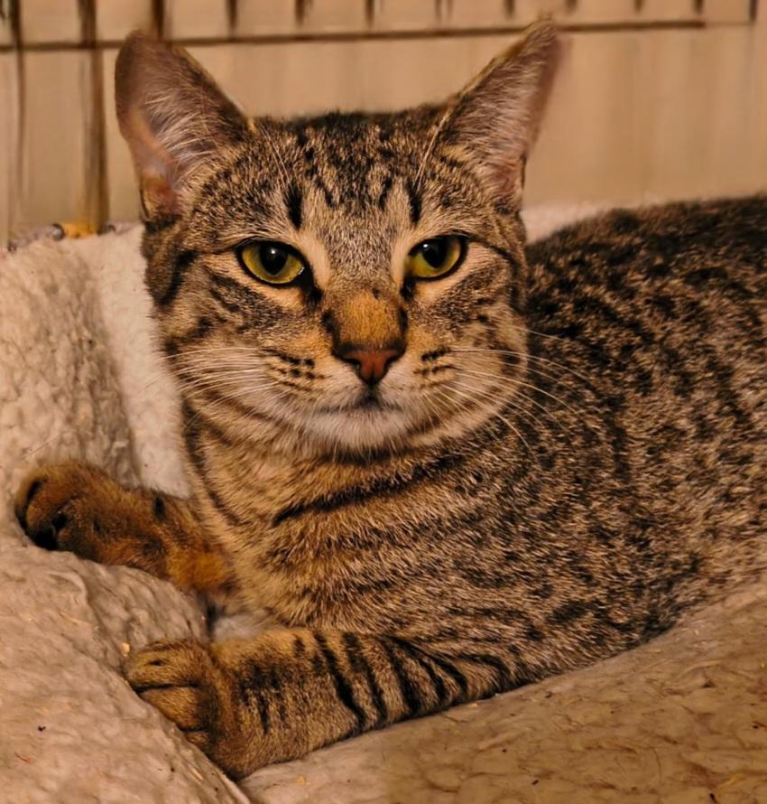 Enlarge Xiomara & Cintra-BONDED PAIR, a ADOPTABLE mixed breed in Waterbury, CT image 4/6