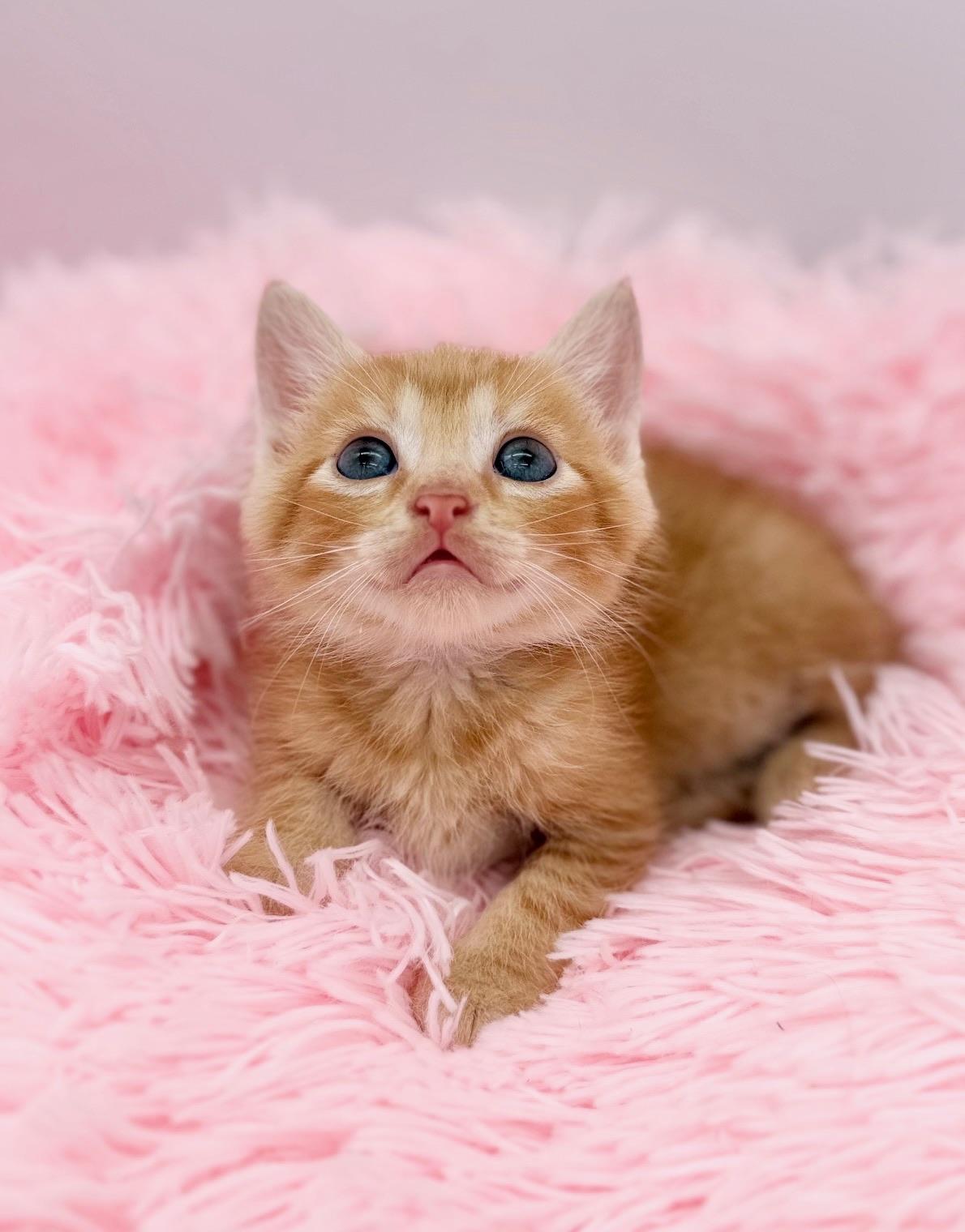 Hot Mulligan, Adoptable, Kitten Male Domestic Medium Hair.