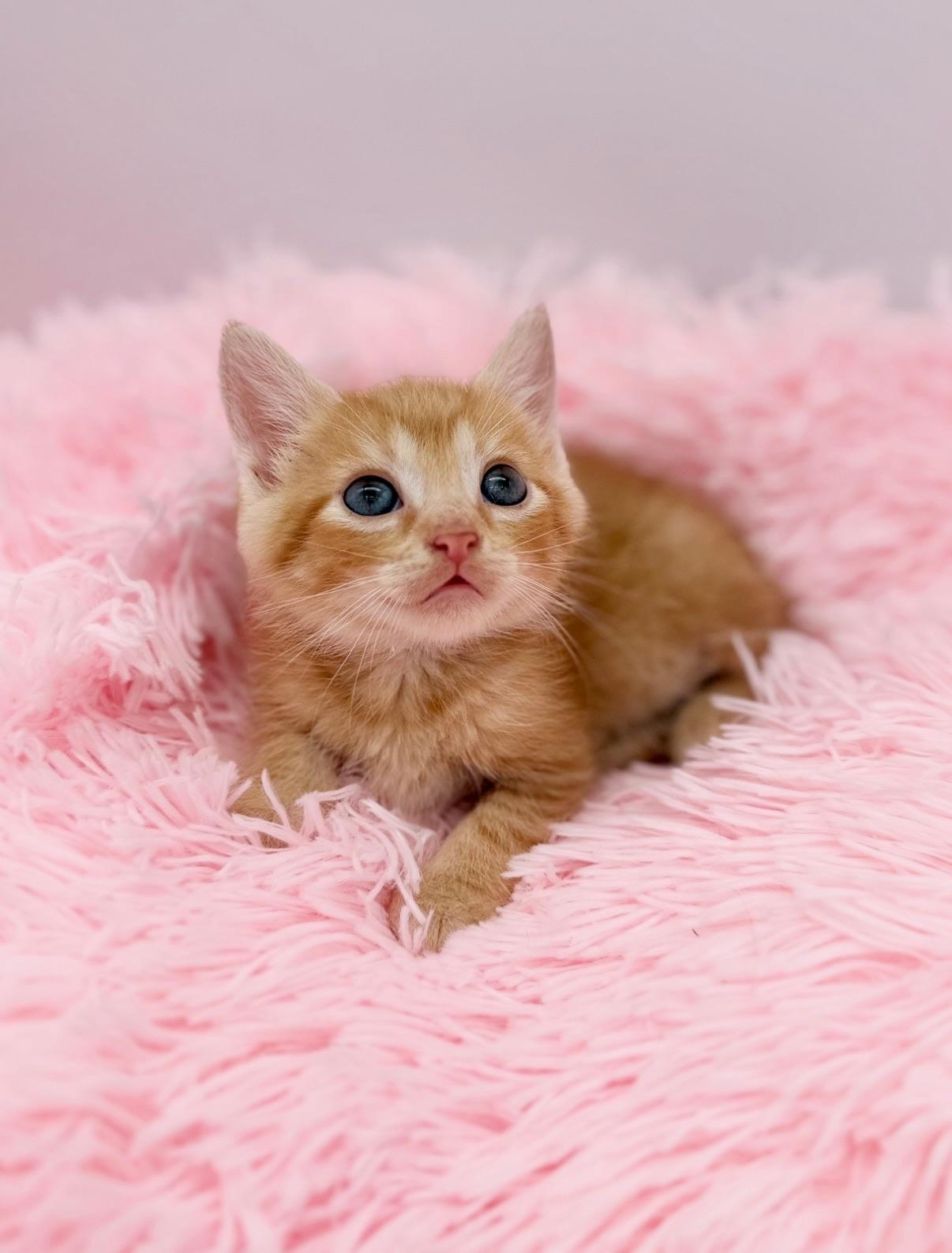 Hot Mulligan, a Adoptable Domestic Medium Hair in Covington, LA image 3/6