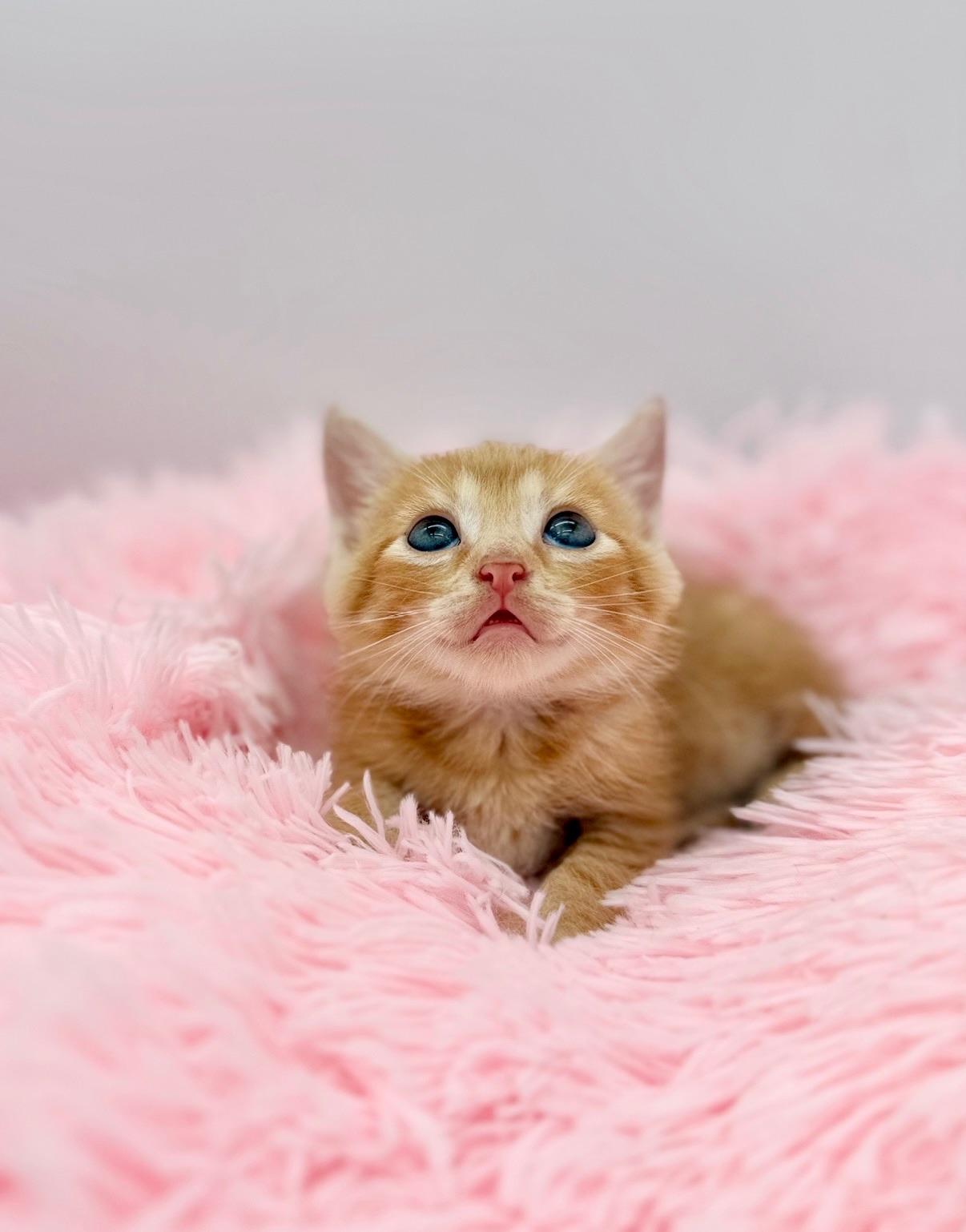 Hot Mulligan, a Adoptable Domestic Medium Hair in Covington, LA image 6/6