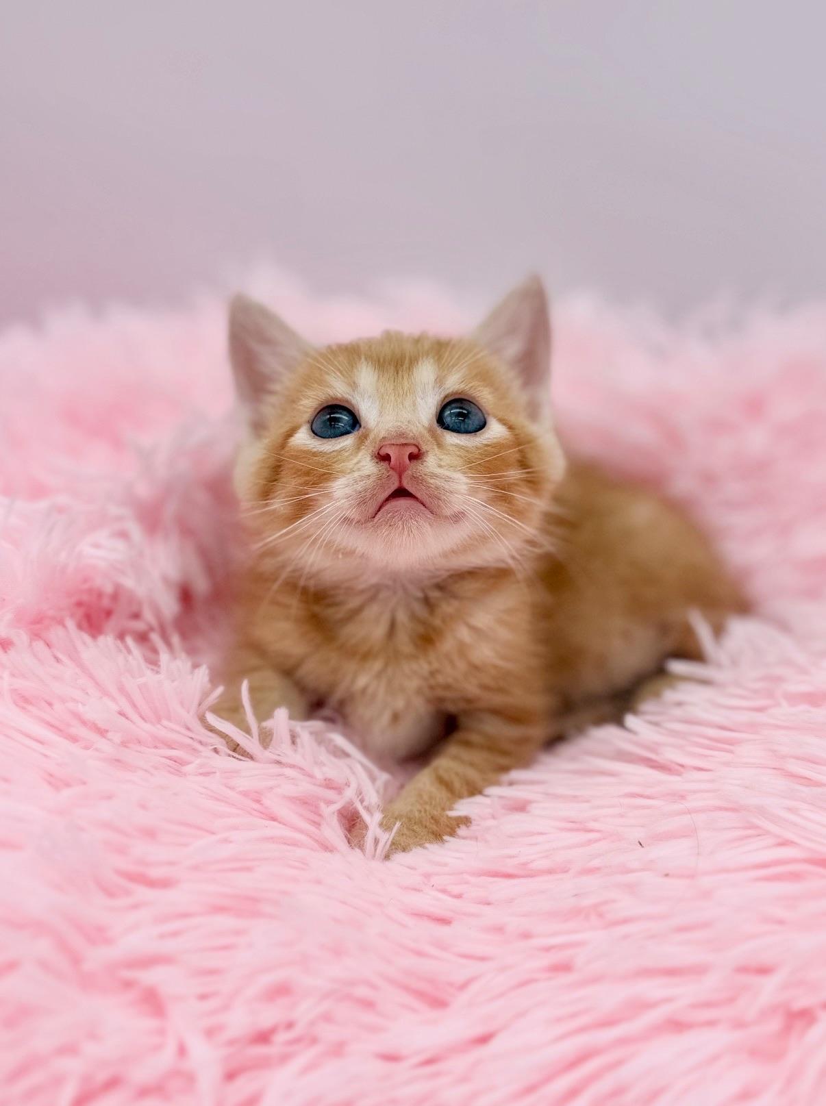 Hot Mulligan, a Adoptable Domestic Medium Hair in Covington, LA image 4/6