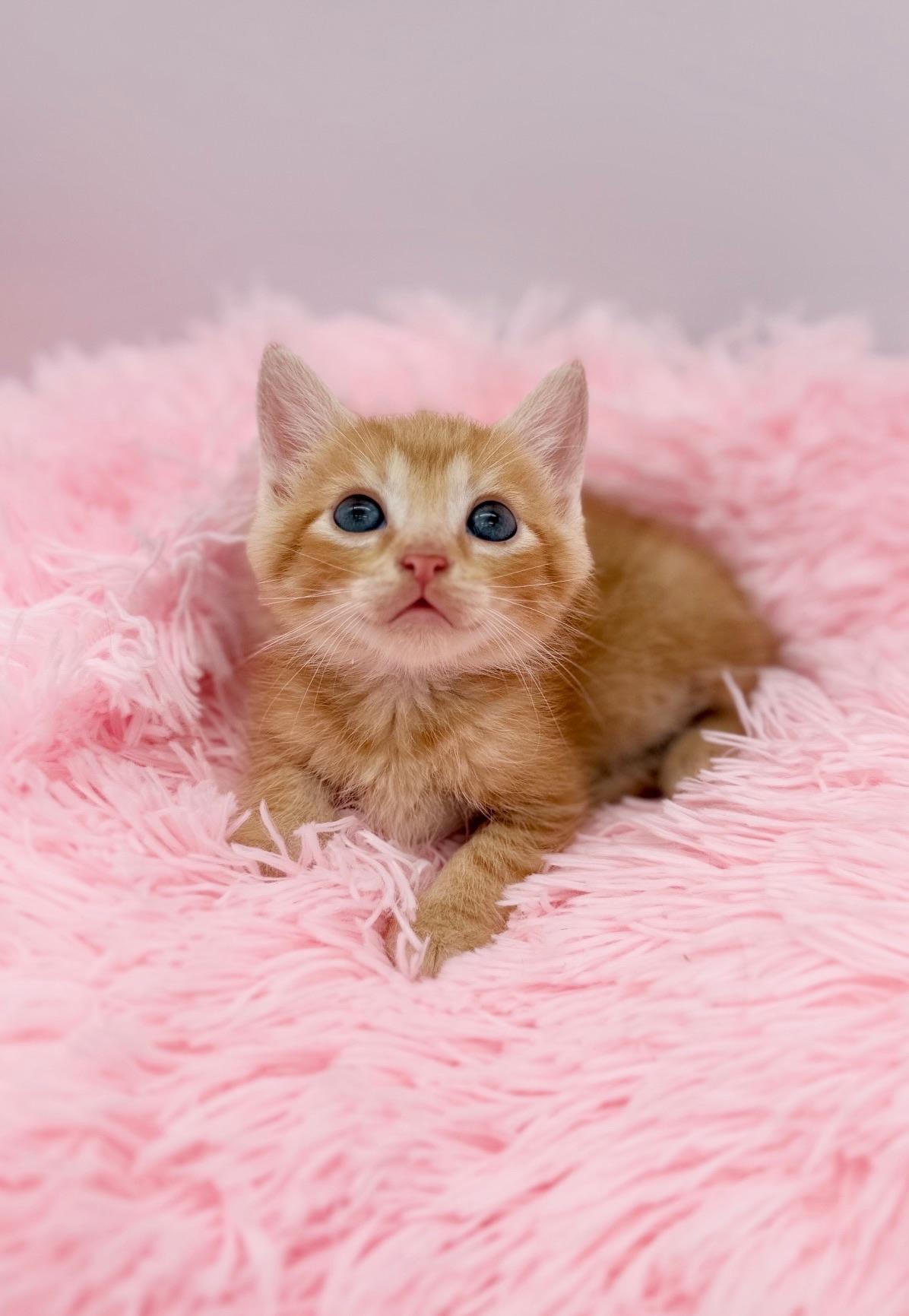 Hot Mulligan, a Adoptable Domestic Medium Hair in Covington, LA image 5/6
