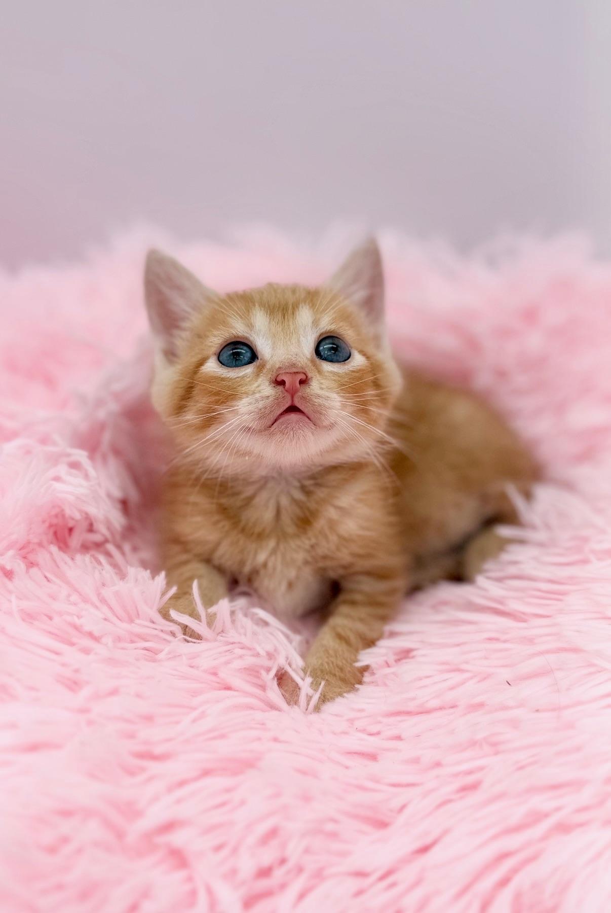 Hot Mulligan, a Adoptable Domestic Medium Hair in Covington, LA image 2/6