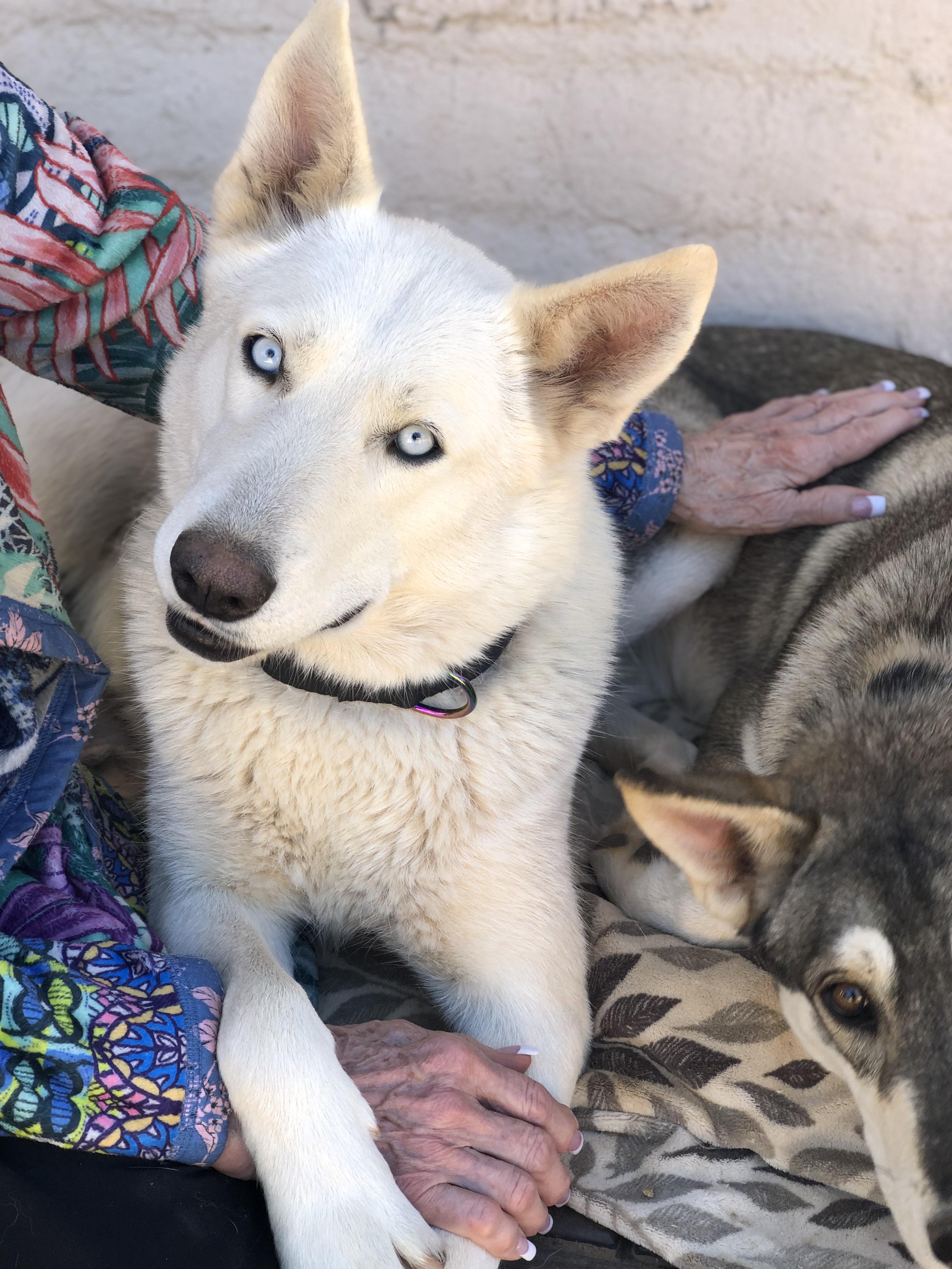 Enlarge Luna & Nala, a ADOPTABLE mixed breed in Scottsdale, AZ image 5/6