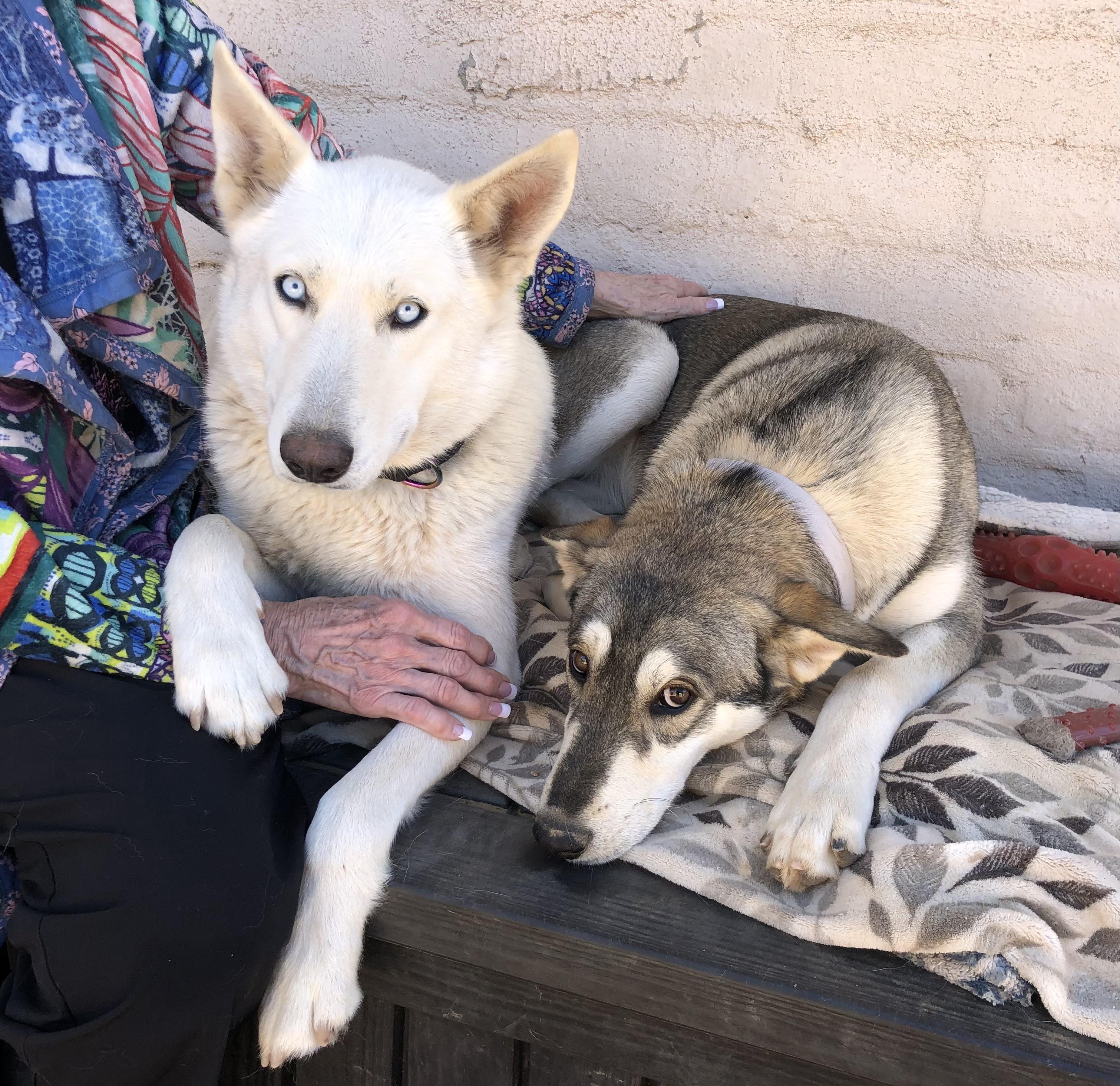 Enlarge Luna & Nala, a ADOPTABLE mixed breed in Scottsdale, AZ image 1/6