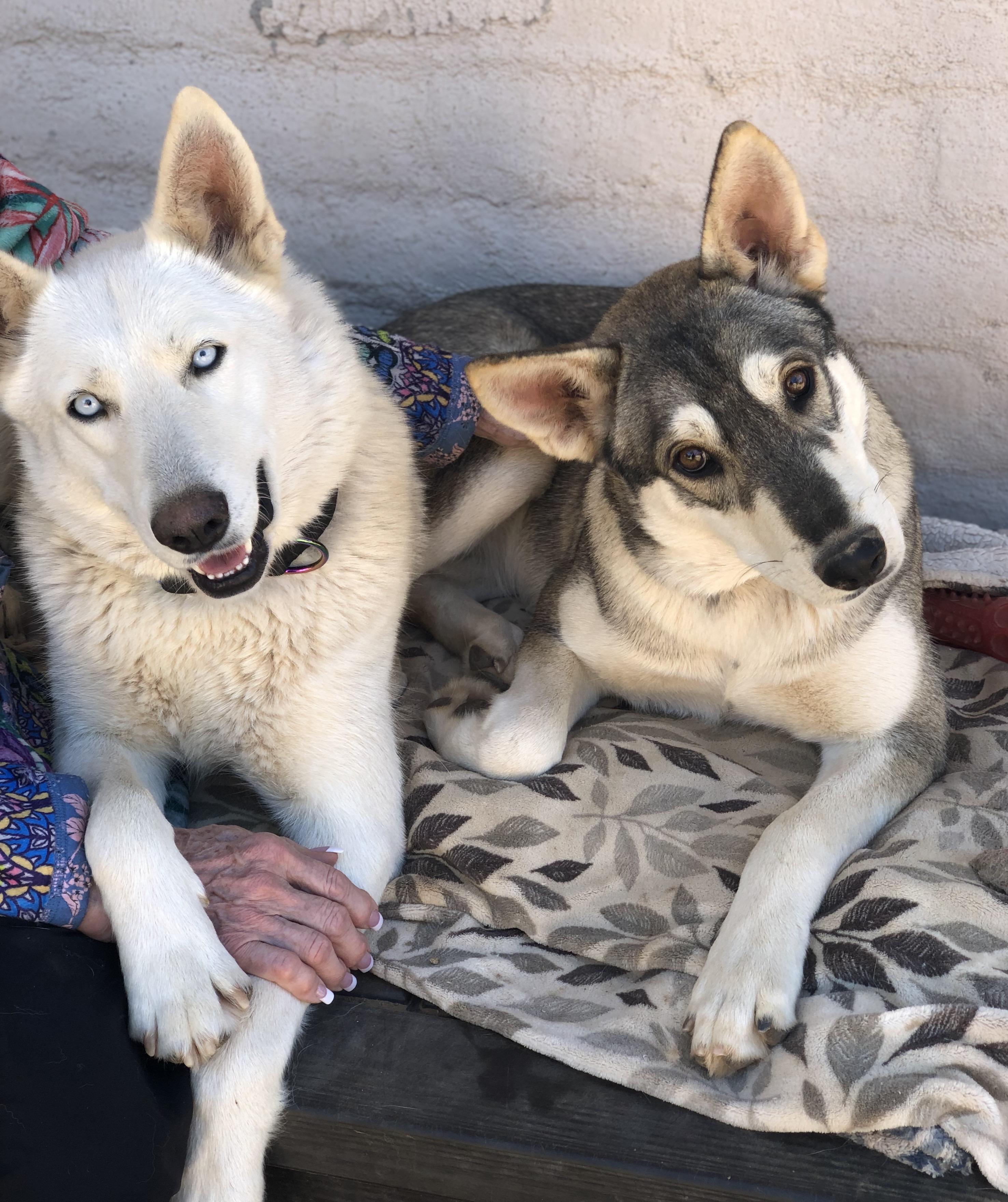 Enlarge Luna & Nala, a ADOPTABLE mixed breed in Scottsdale, AZ image 4/6