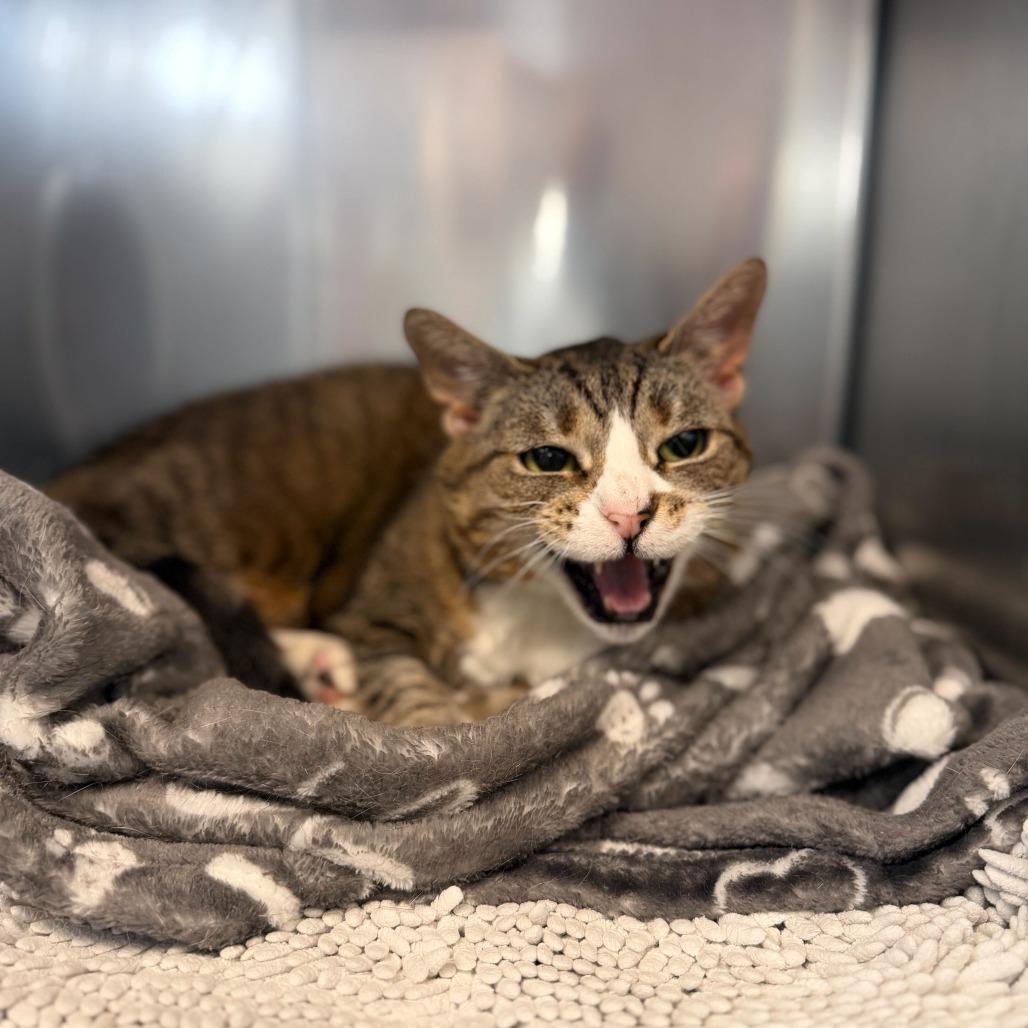 "Sid", Adoptable, Adult Female Domestic Short Hair.