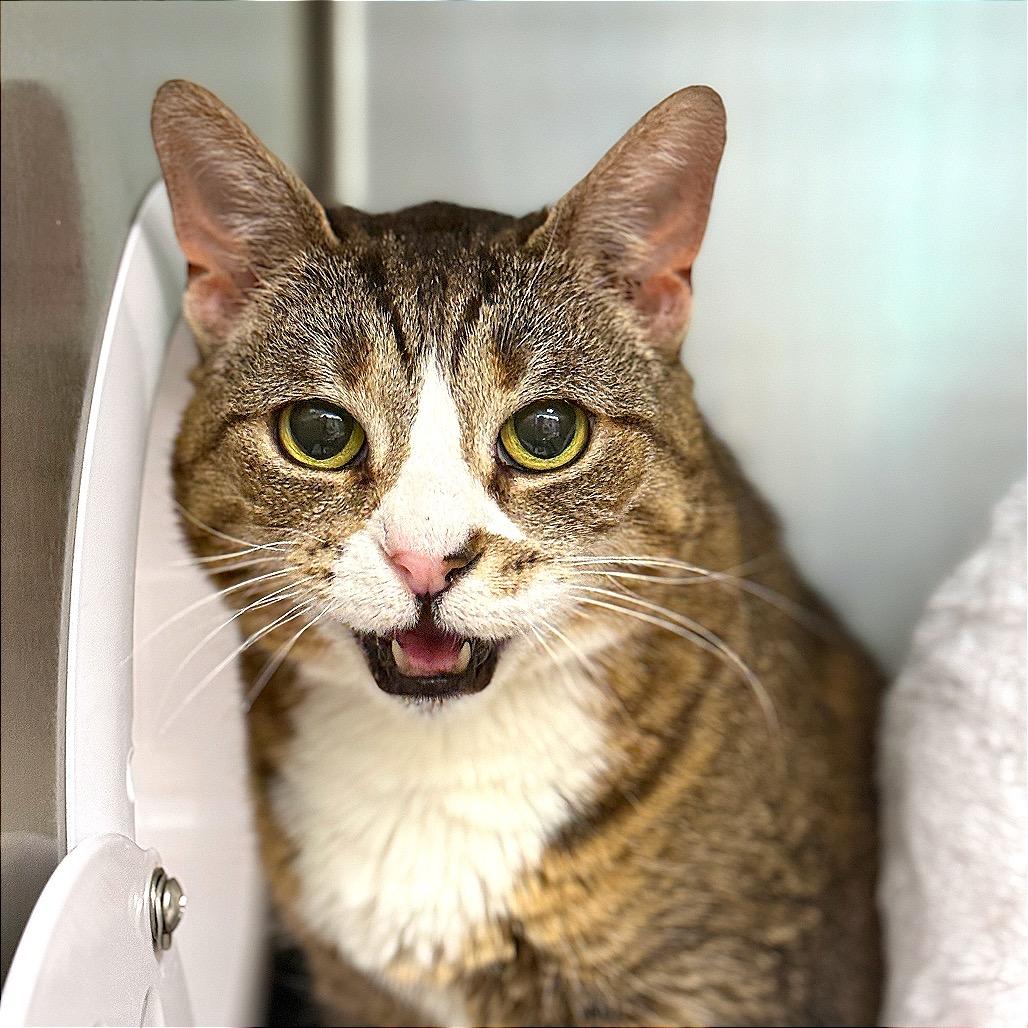Enlarge "Sid", a Adoptable Domestic Short Hair in Perkiomenville, PA image 2/6