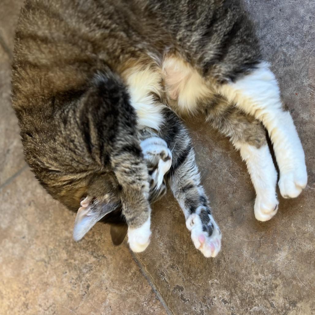 Enlarge "Sid", a Adoptable Domestic Short Hair in Perkiomenville, PA image 4/6