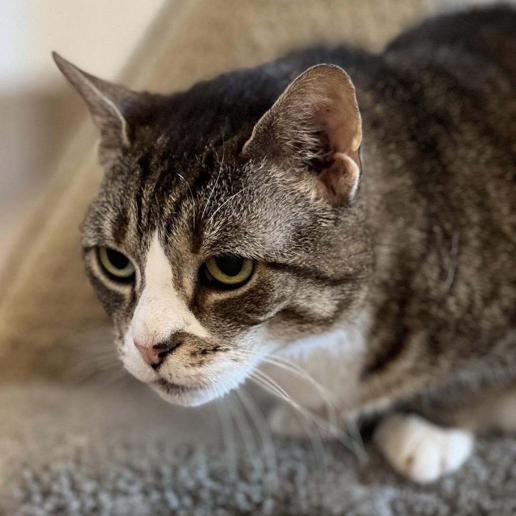 Enlarge "Sid", a Adoptable Domestic Short Hair in Perkiomenville, PA image 5/6