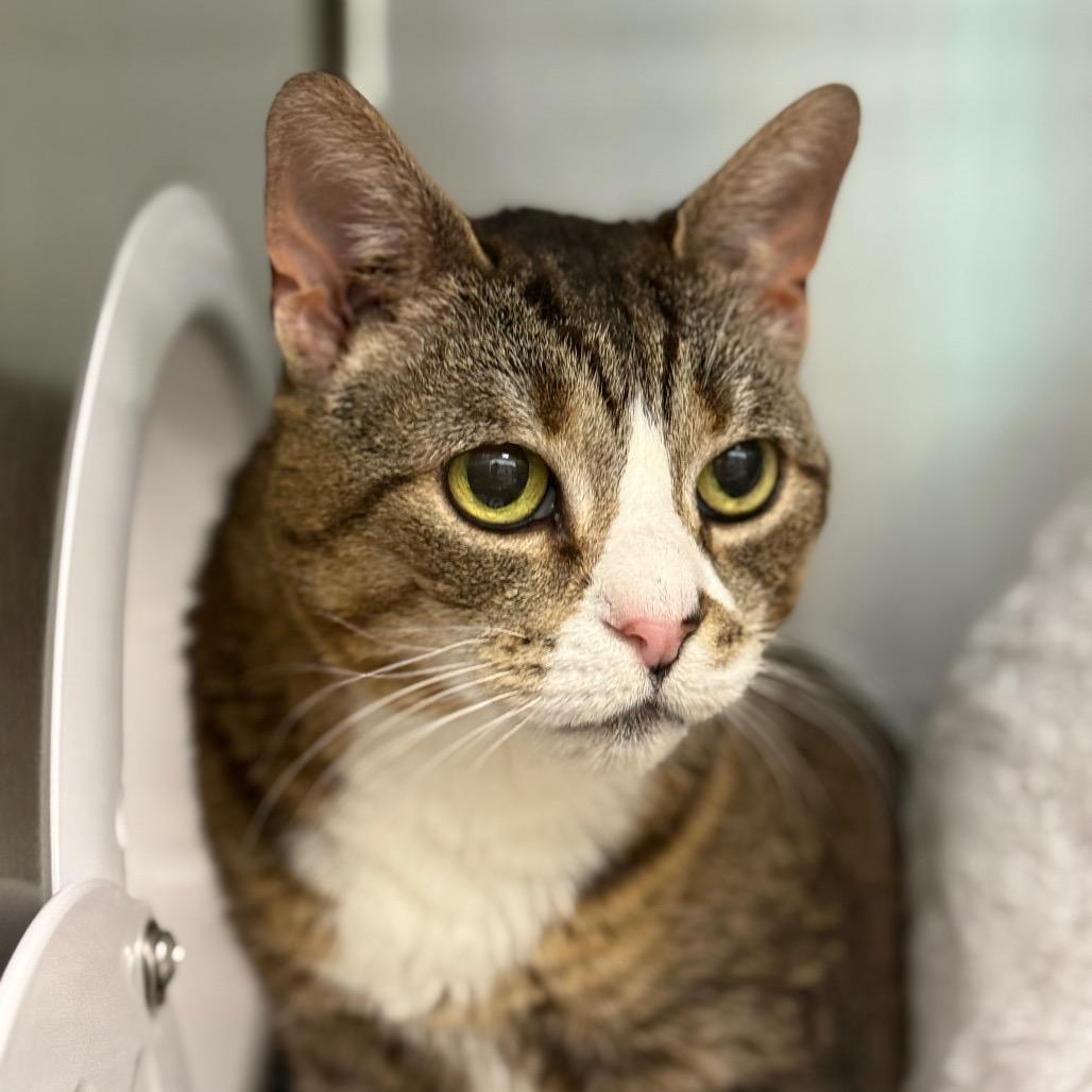 Enlarge "Sid", a Adoptable Domestic Short Hair in Perkiomenville, PA image 3/6