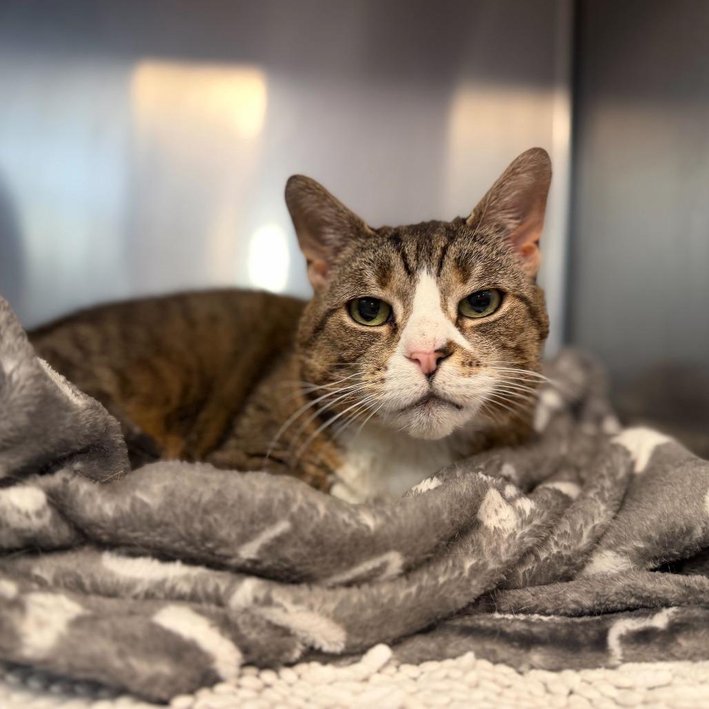 Enlarge "Sid", a Adoptable Domestic Short Hair in Perkiomenville, PA image 6/6