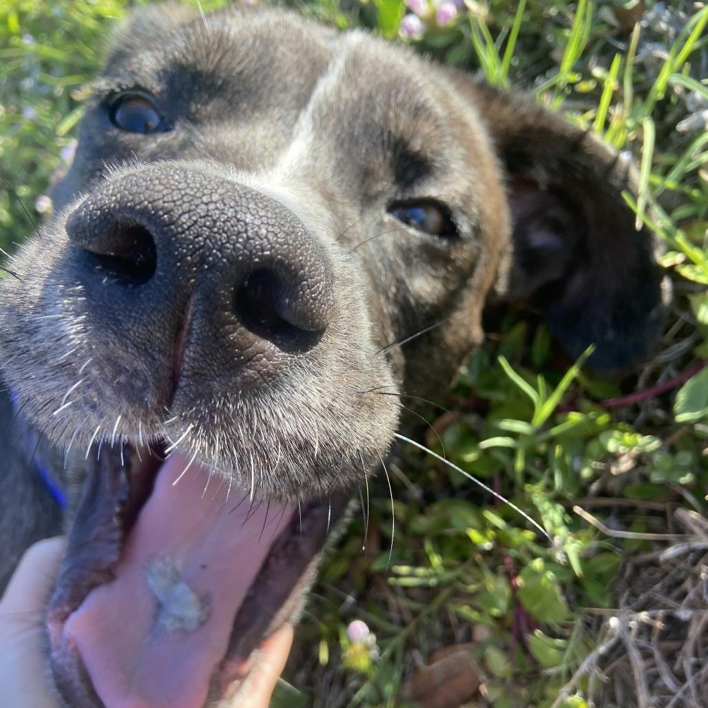 Enlarge Ziggy, a Adoptable mixed breed in Clearwater, FL image 1/5