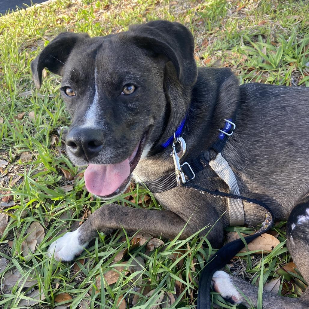 Enlarge Ziggy, a Adoptable mixed breed in Clearwater, FL image 2/5