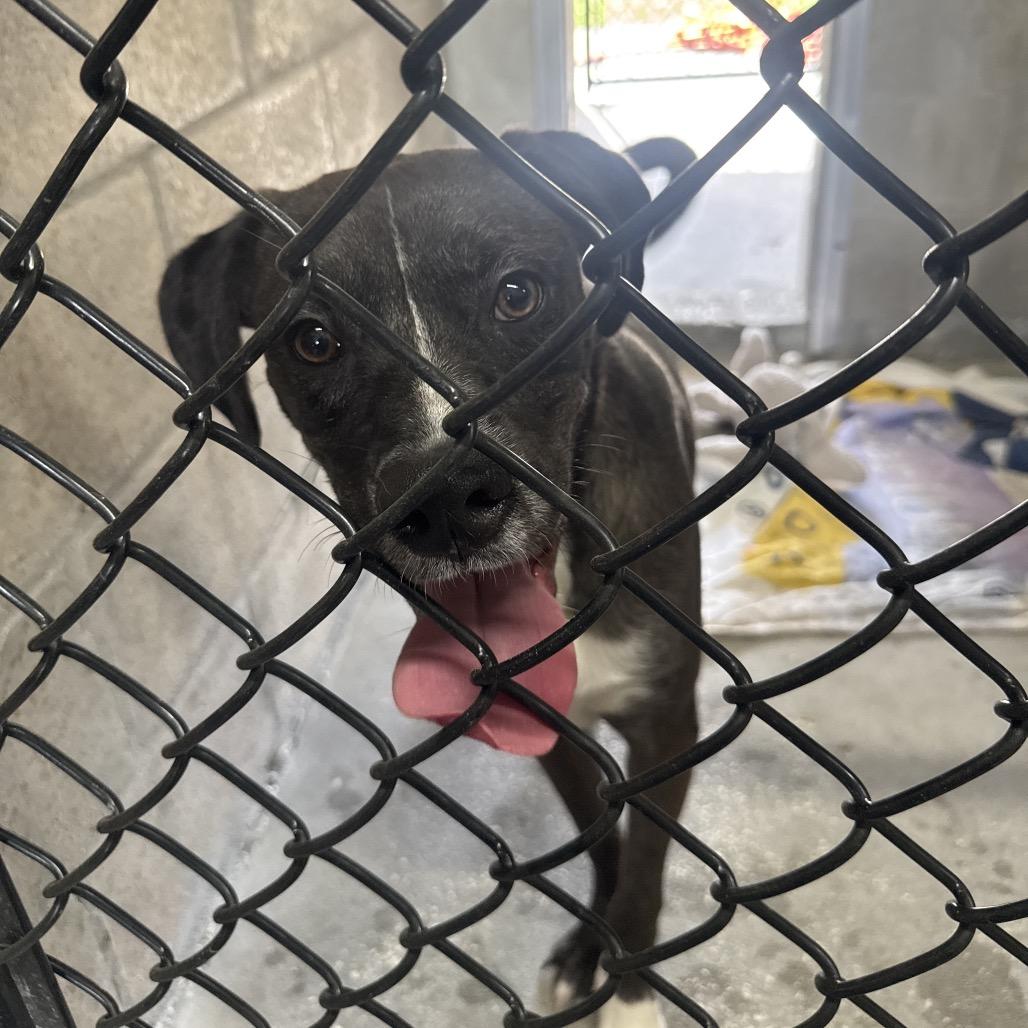 Enlarge Ziggy, a Adoptable mixed breed in Clearwater, FL image 3/5