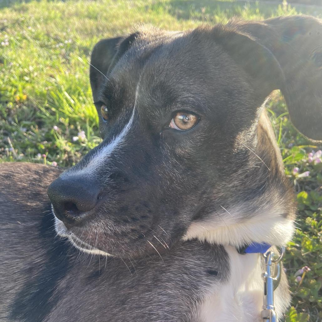 Enlarge Ziggy, a Adoptable mixed breed in Clearwater, FL image 4/5