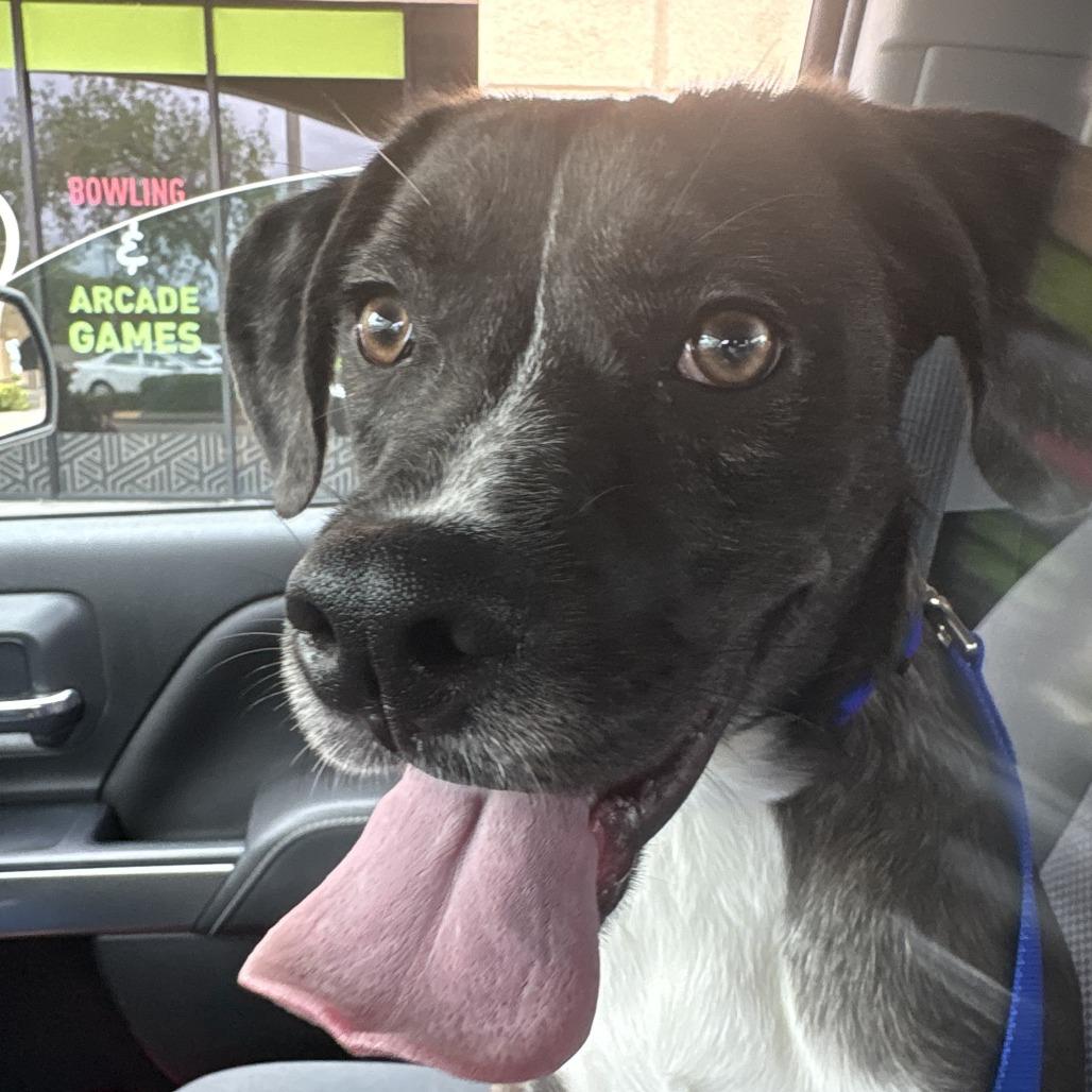 Enlarge Ziggy, a Adoptable mixed breed in Clearwater, FL image 5/5