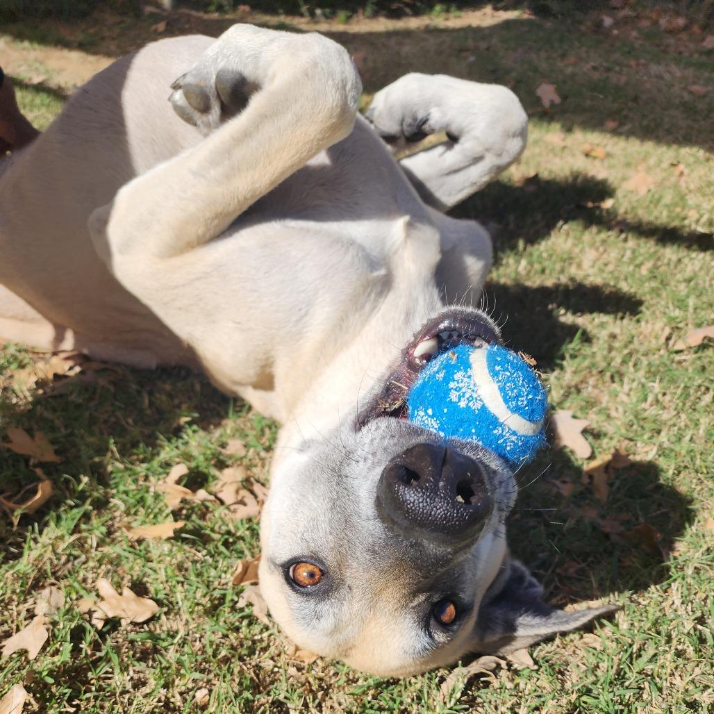 Enlarge Duke fka Tuggle, a Adoptable mixed breed in Denison, TX image 1/6